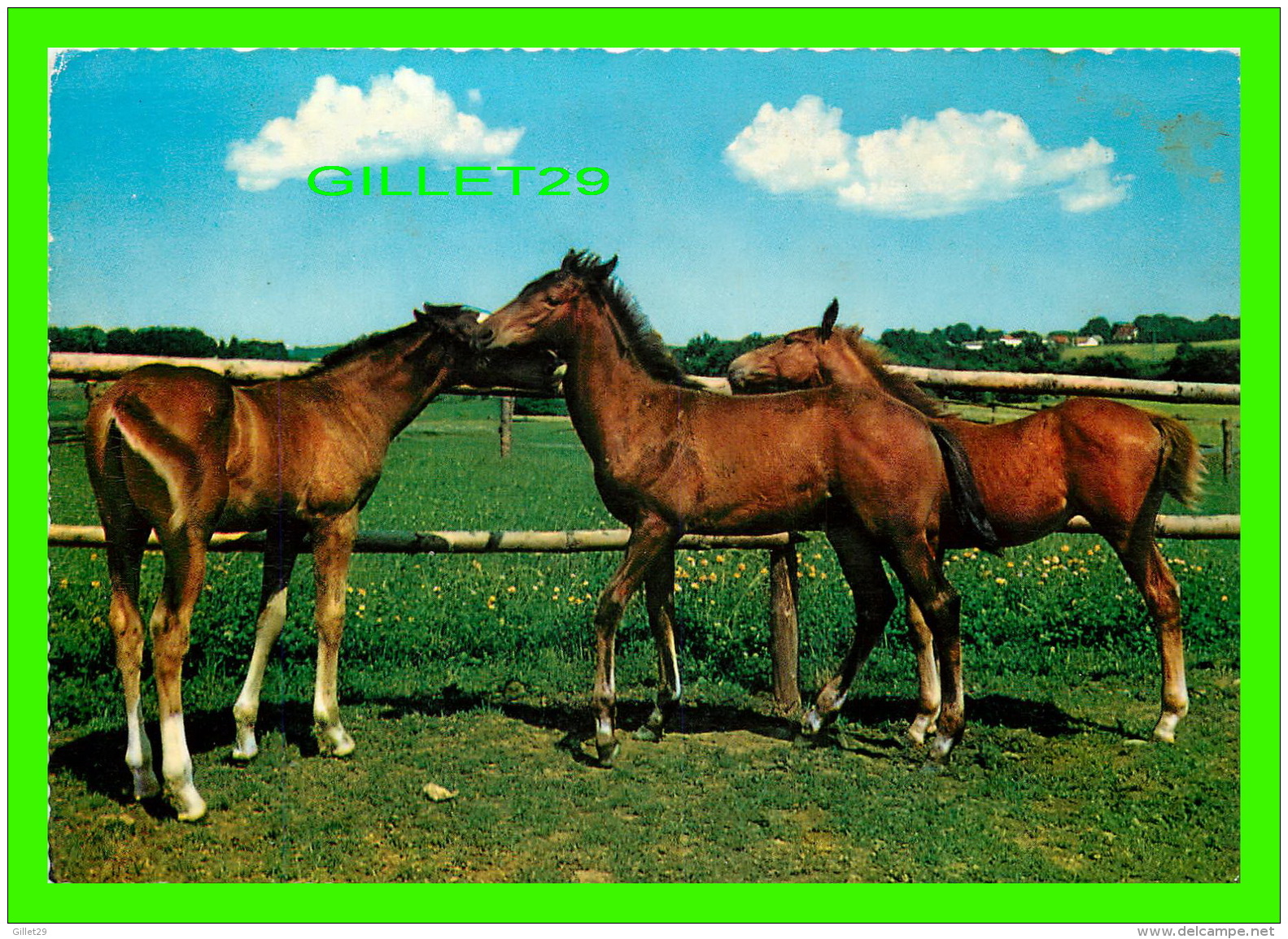 CHEVAUX - HORSES - LES 3 POULINS - KRUGER - - Chevaux