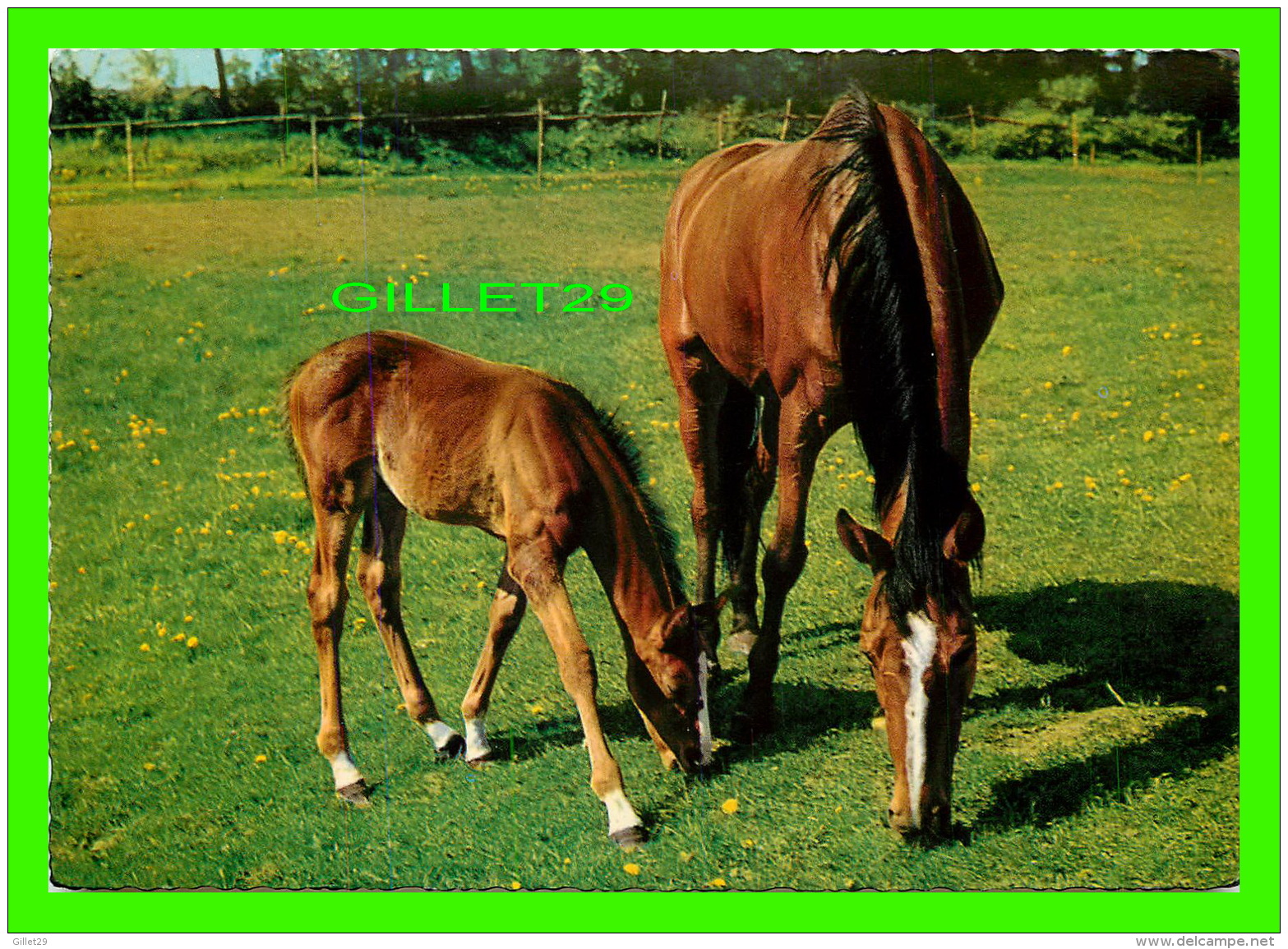 CHEVAUX - HORSES - MAMAN &amp; FISTON - KRUGER - - Chevaux