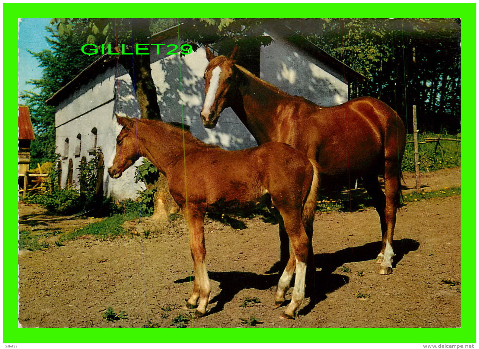 CHEVAUX - HORSES - MAMAN &amp; FISTON - KRUGER - - Paarden