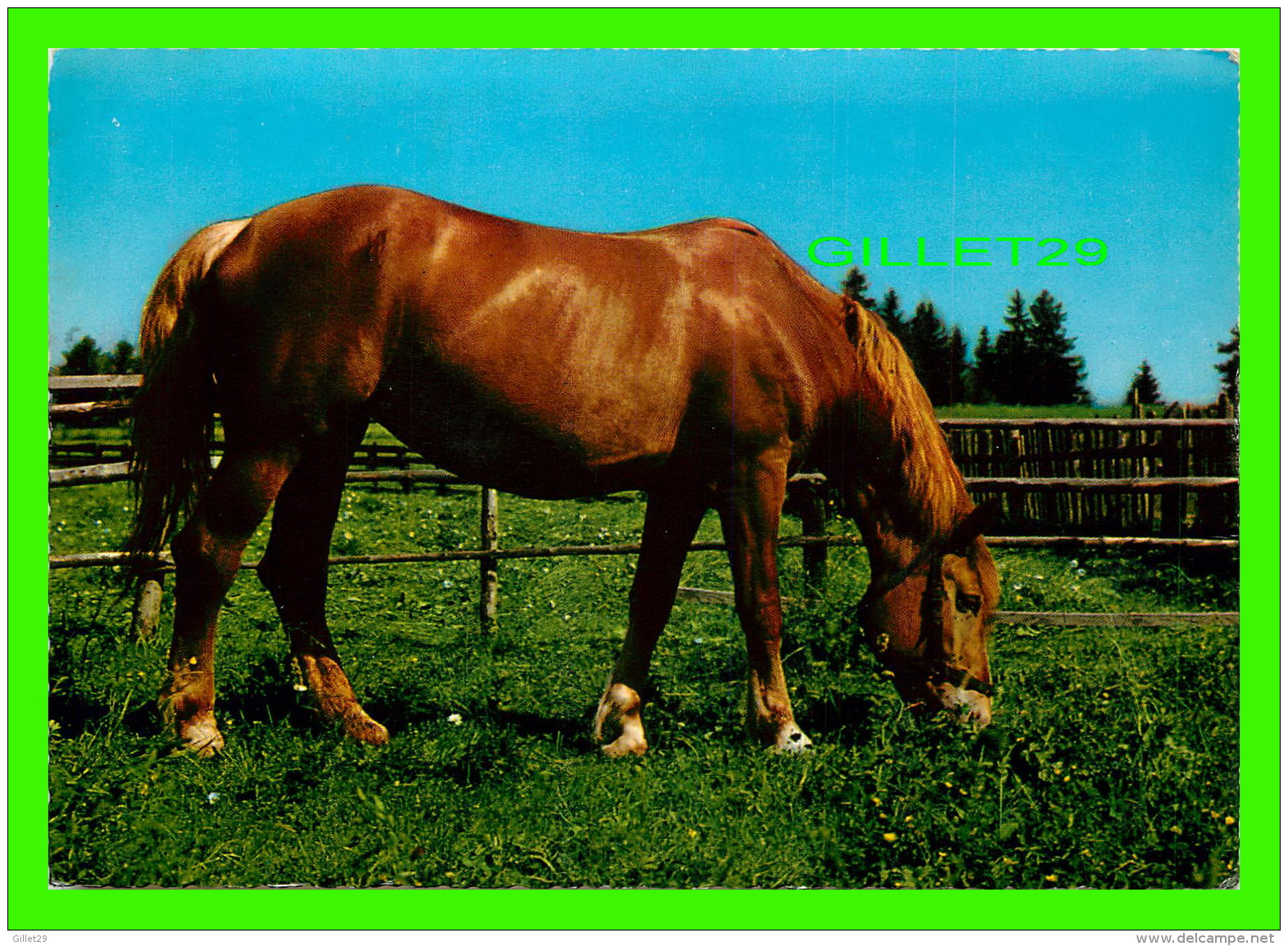 CHEVAUX - HORSES - KRUGER - - Chevaux