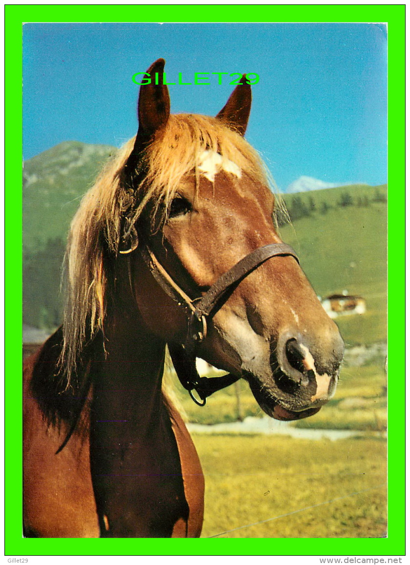 CHEVAUX - HORSES -  DENNIS PRODUCTIONS &amp; SONS LTD - - Chevaux