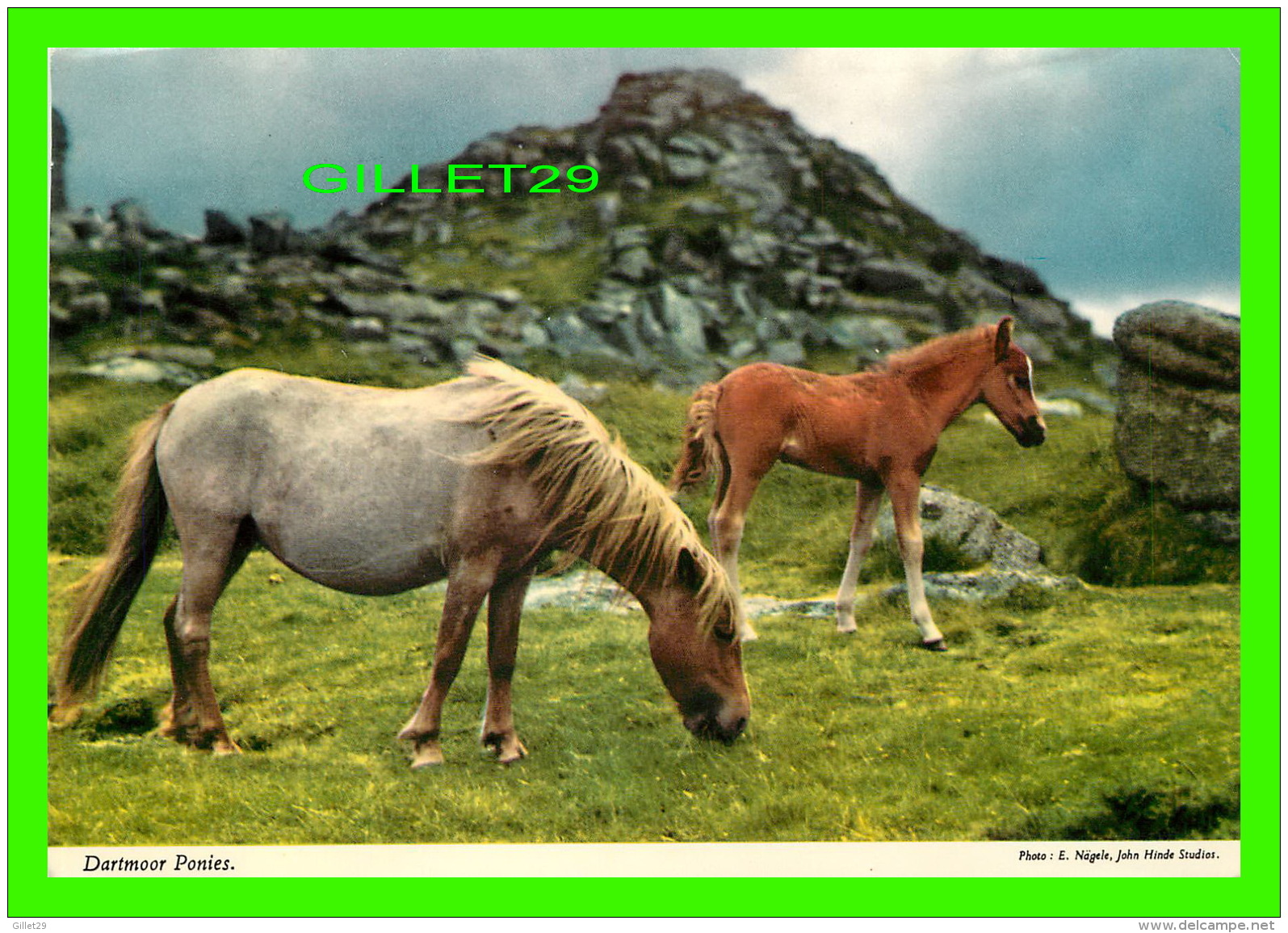 CHEVAUX - HORSES - DARTMOOR PONIES, DEVON - TRAVEL IN 1985 - JOHN HINDE ORIGINAL - - Chevaux