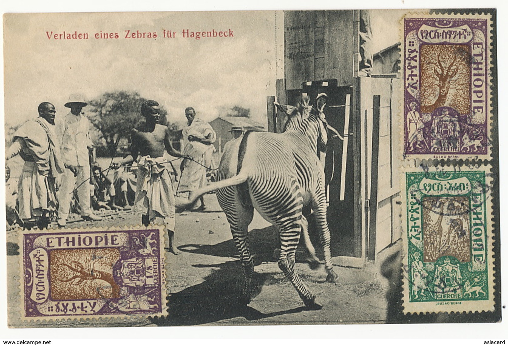 Maximum Card Verladen Eines Zebras Fur Hagenbeck Zoo Hamburg 3 Stamps Used To Romania Edit Nentwig Weilheim Bayern - Ethiopie