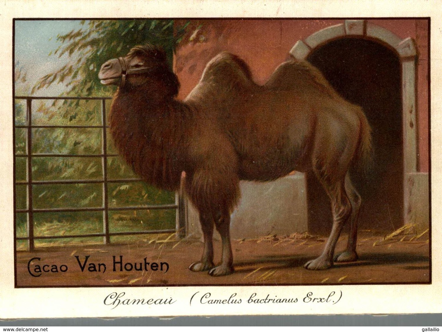 CHROMO CHOCOLAT VAN HOUTEN CHAMEAU - Van Houten
