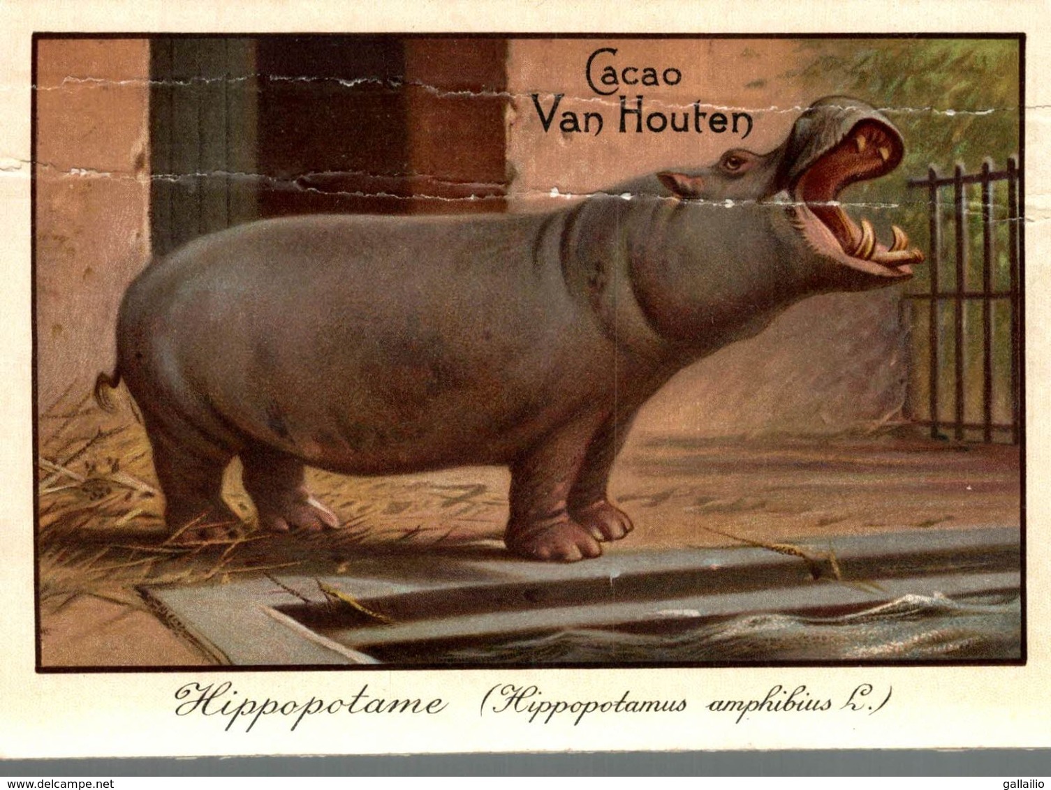CHROMO CHOCOLAT VAN HOUTEN TIGRE HIPPOPOTAME - Van Houten