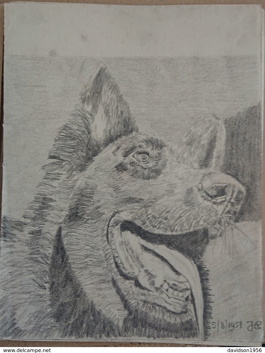 Dessin Au Crayon - Illustrateur Signé   -    Tête De Chien      ( 23 ) - Dessins