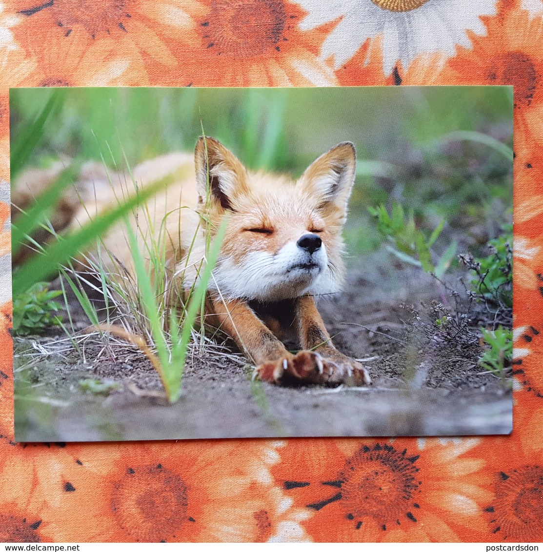 Russia. Kronotsky Nature Reserve. Fox Cub - Modern Russian Postcard - - Autres & Non Classés