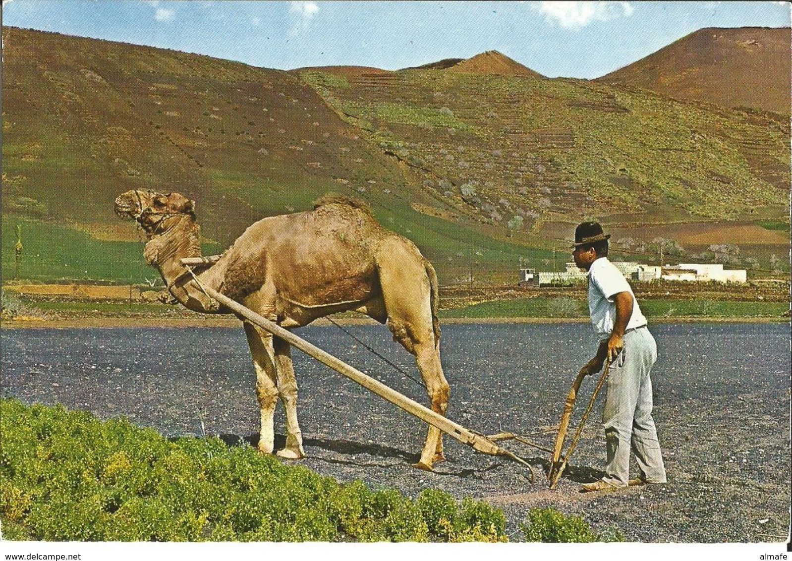 ESPAGNE - ÎLES CANARIES - LABOURAGE Avec Un CHAMEAU  / ATTELAGE / Début Années 70 - Autres & Non Classés