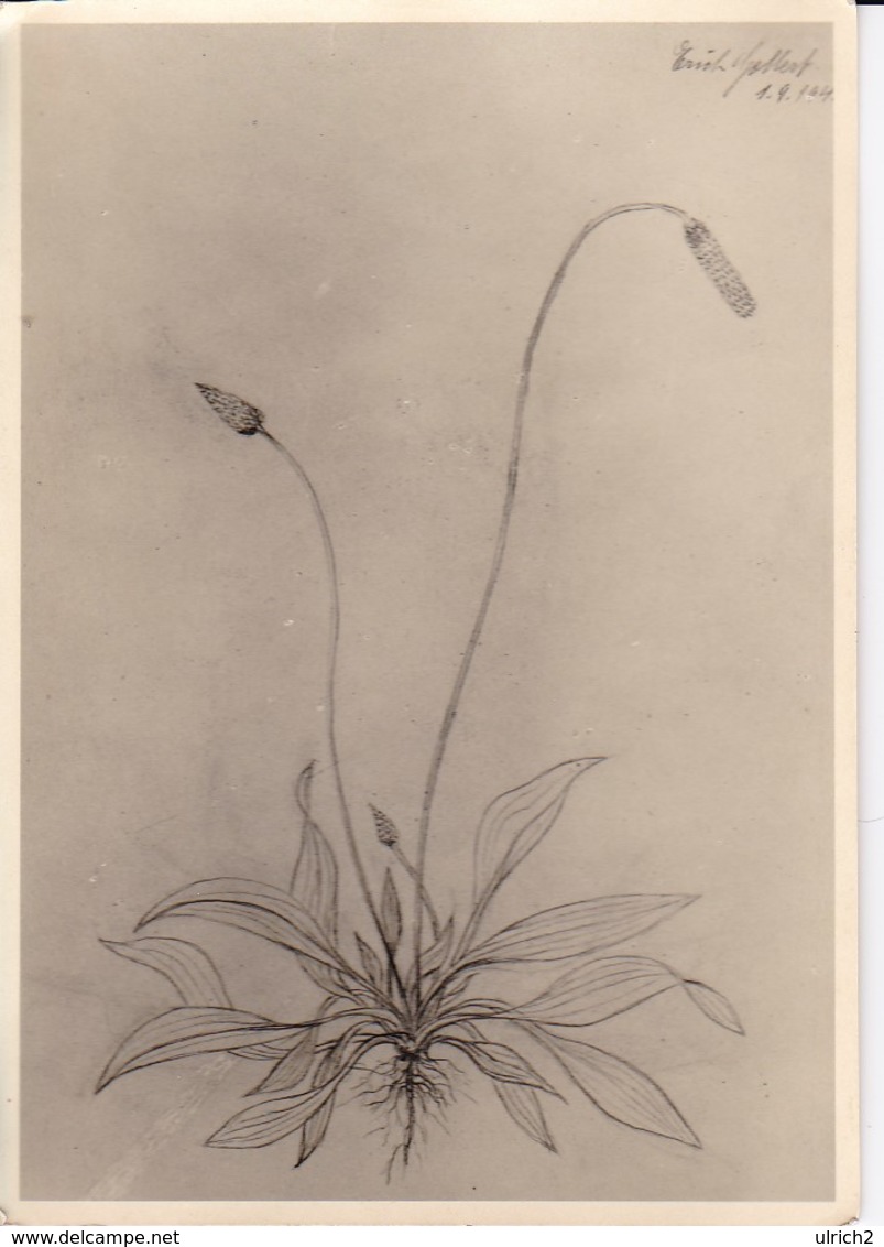 AK Foto Zeichnung Einer Blume - Ca. 1948 (33380) - Blumen