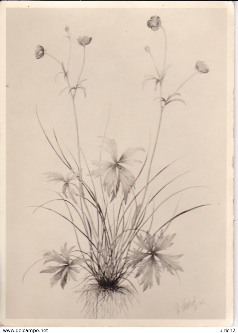 AK Foto Zeichnung Einer Blume - Ca. 1948 (33381) - Blumen