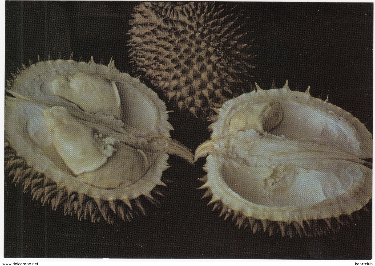 Doerén -  ( Durio / Doerian / Durian) - (Fruit - Indonesia) - Andere & Zonder Classificatie