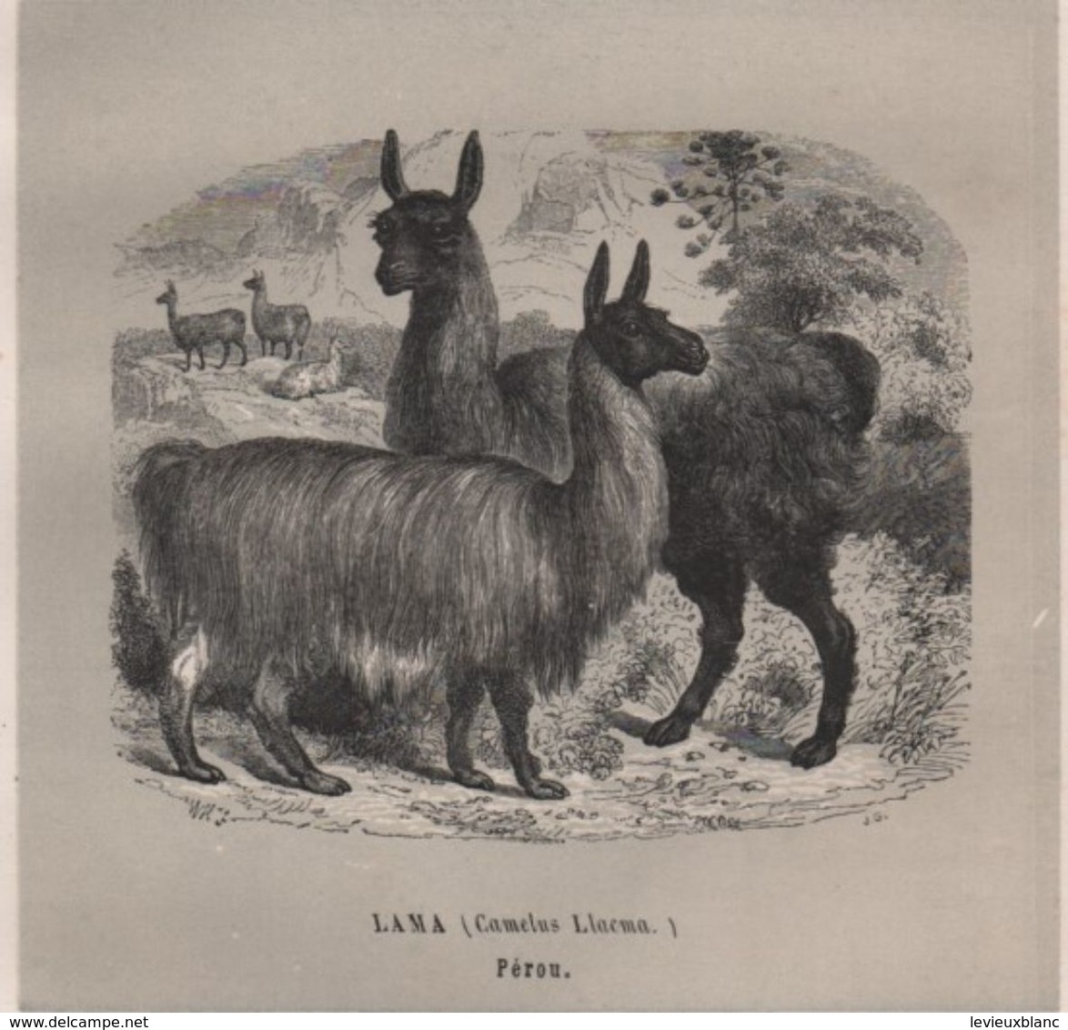 Gravure Animalière Ancienne/William Henri FREEMAN/ J G /Lama ( Camelus Llacma) Pérou /Vers 1860-1870  GRAV293 - Prints & Engravings