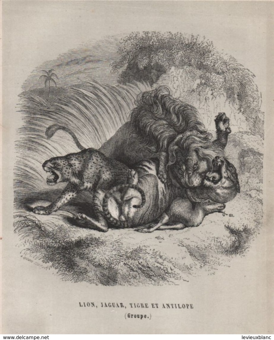 Gravure Animalière Ancienne/A GUSMAN Sculp/ Lion Jaguar Tigre Et Antilope ( Groupe) /Vers 1860-1870  GRAV299 - Stampe & Incisioni