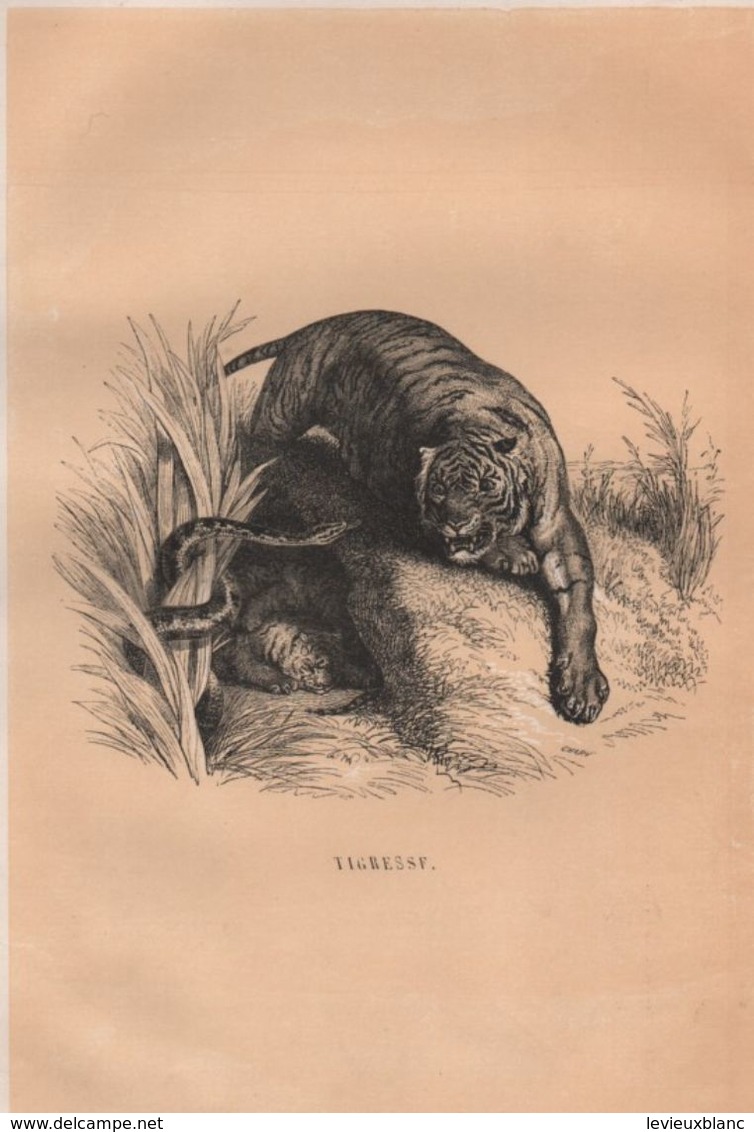 Gravure Animalière Ancienne/CHARY/ Tigresse Et Serpent/Vers 1860-1870   GRAV300 - Stiche & Gravuren