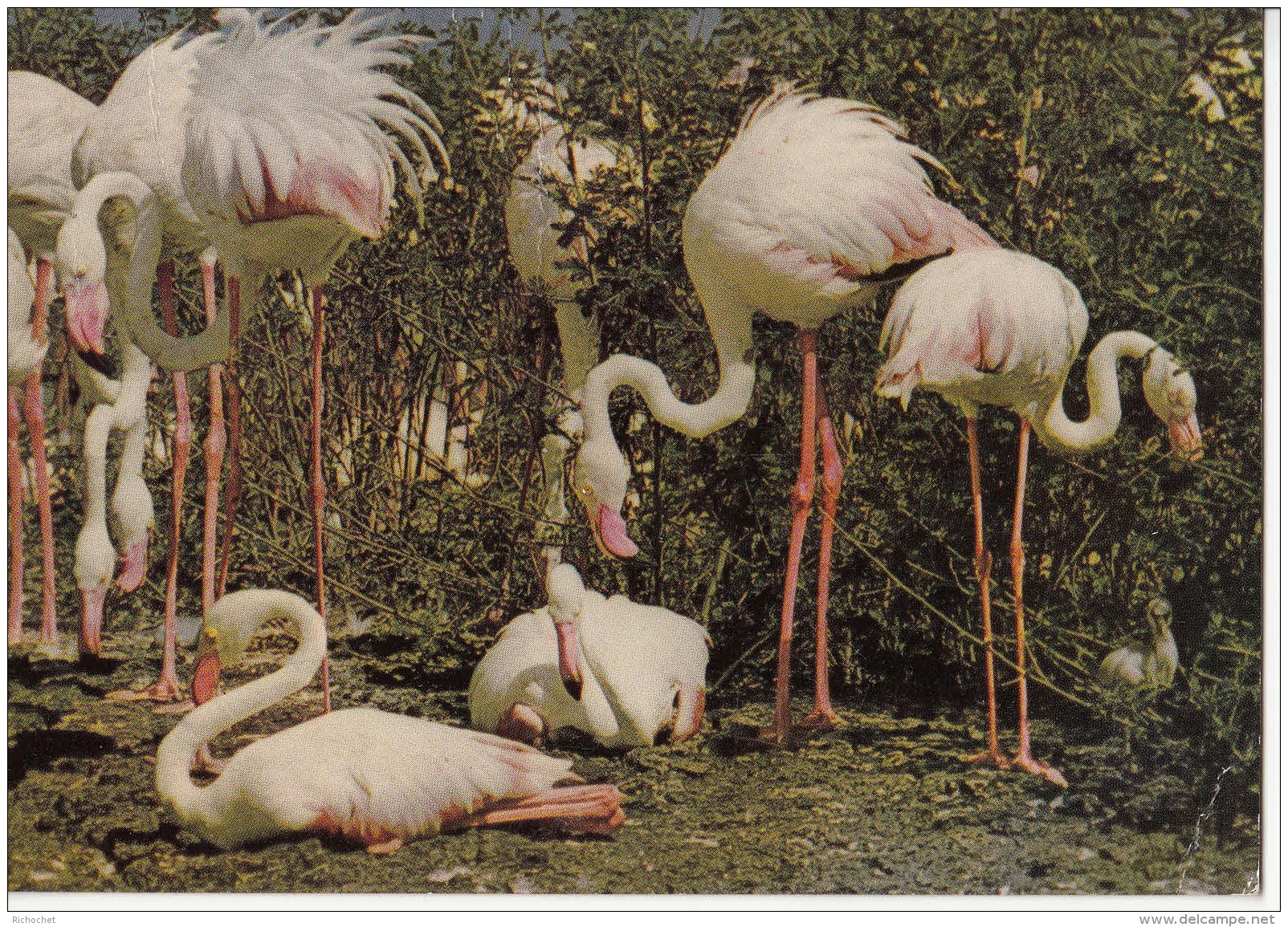 Flamingoes - Flamands Roses - Vögel