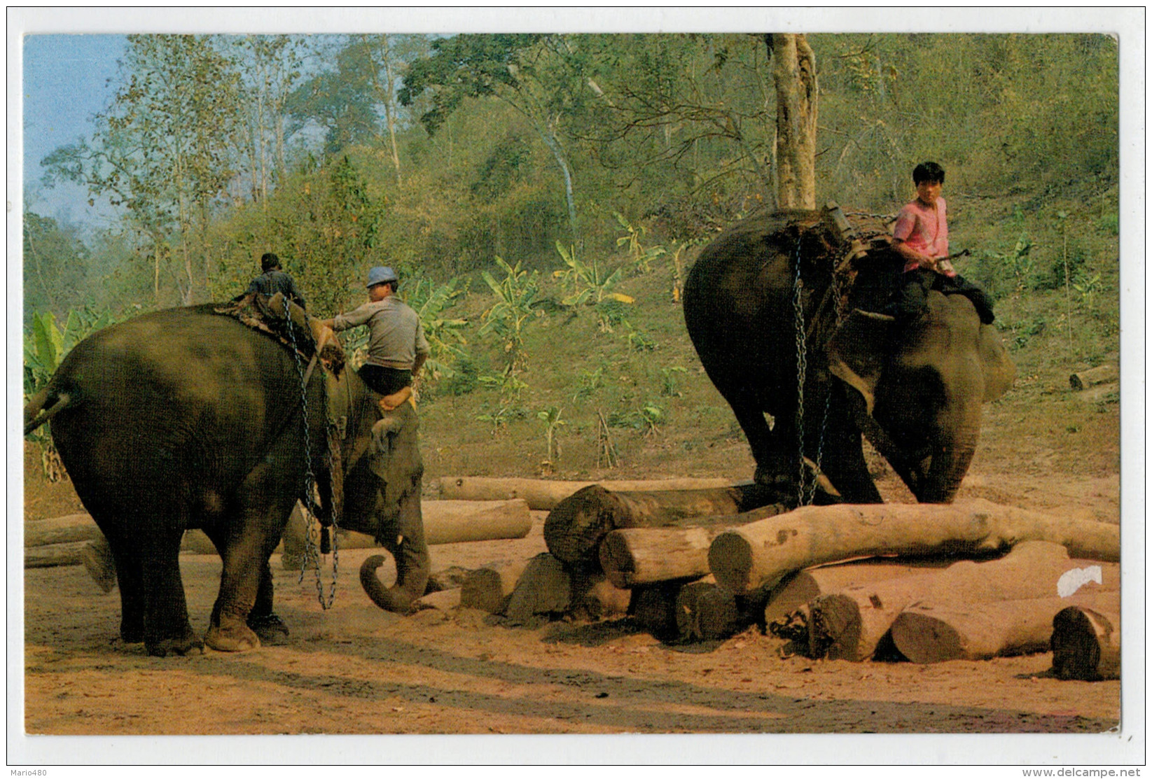 THE  WELL TRAINED  ELEPHANTS  WORKING IN THE  TEAK-WOOD FOREST          2 SCAN       (VIAGGIATA) - Tailandia