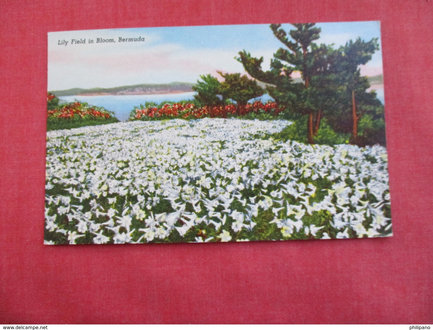 Bermuda Lily Field In Bloom Has Stamp & Cancel  -ref 2859 - Bermuda