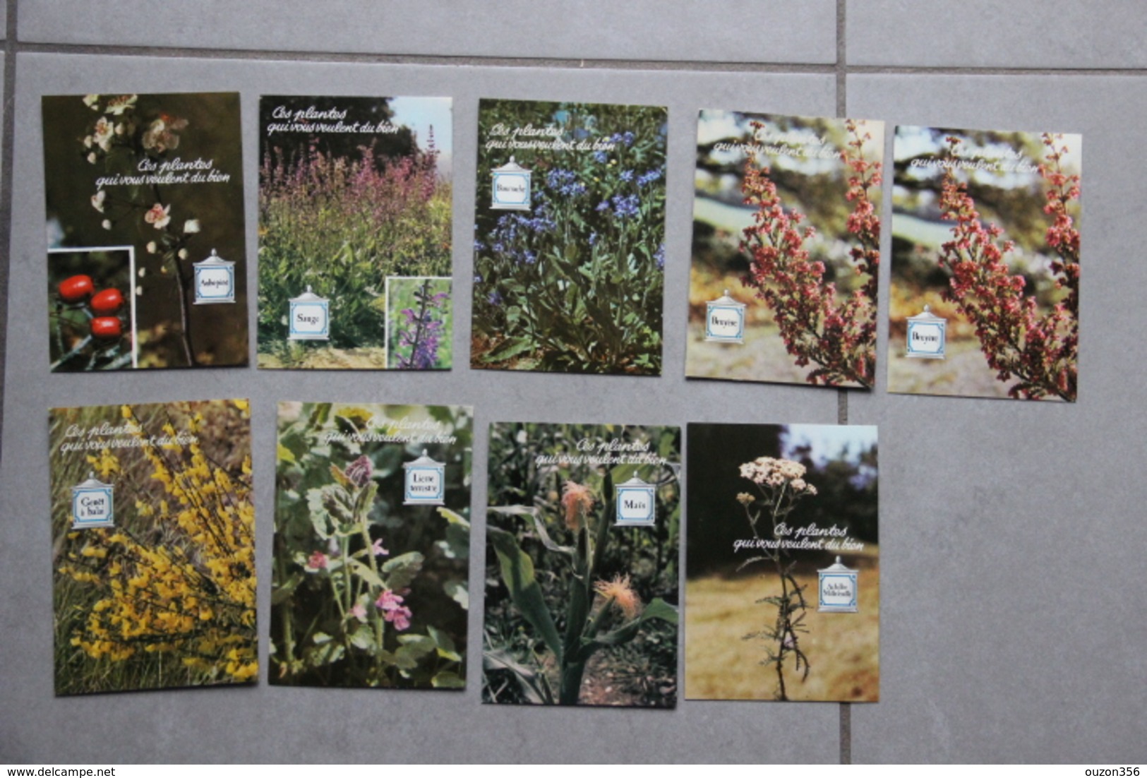 Lot De 17 Cartes : Plantes Médicinales - Plantes Médicinales