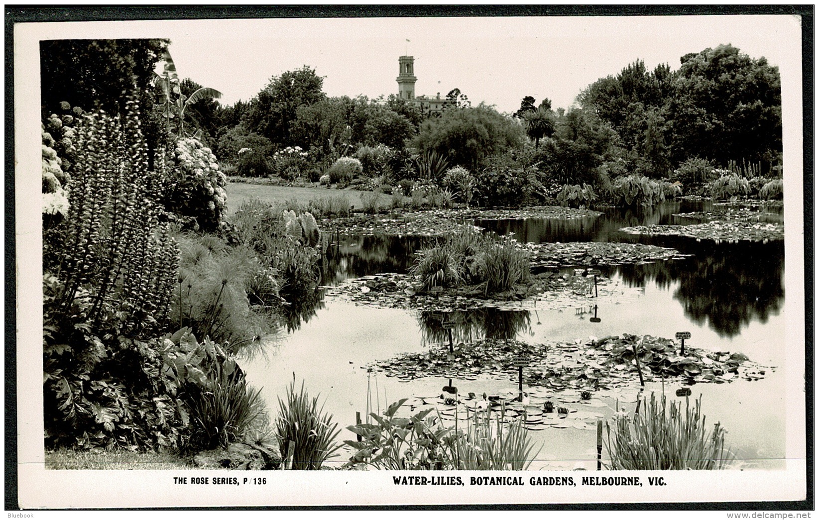 RB 1199 - Real Photo Postcard Water Lilies Botanical Gardens Melbourne Victoria Australia - Melbourne