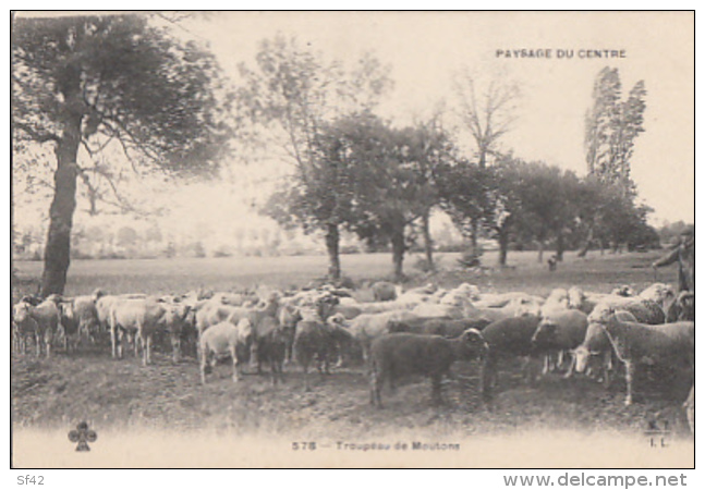 PAYSAGES   DU CENTRE      TROUPEAU DE MOUTONS       PIONNIERE - Autres & Non Classés