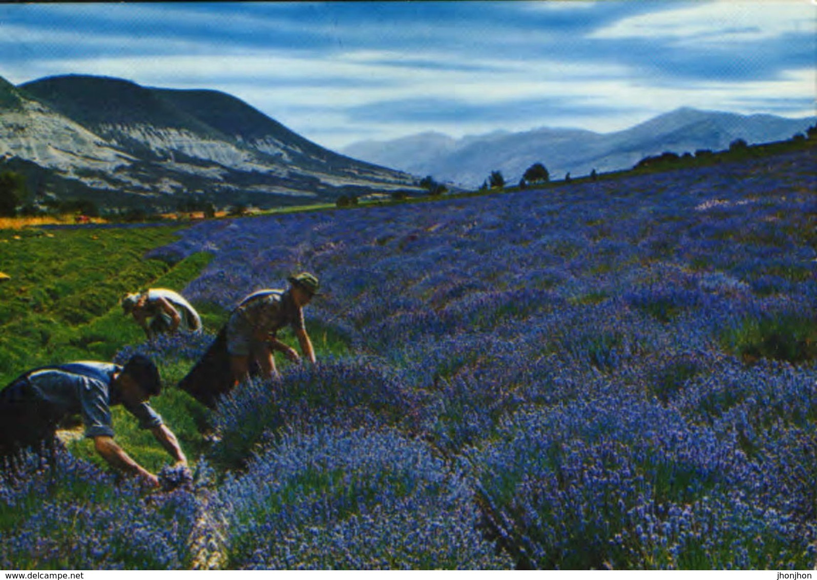 France - Postcard Written 1985 - Lavender Pickers  - 2/scan - Medicinal Plants