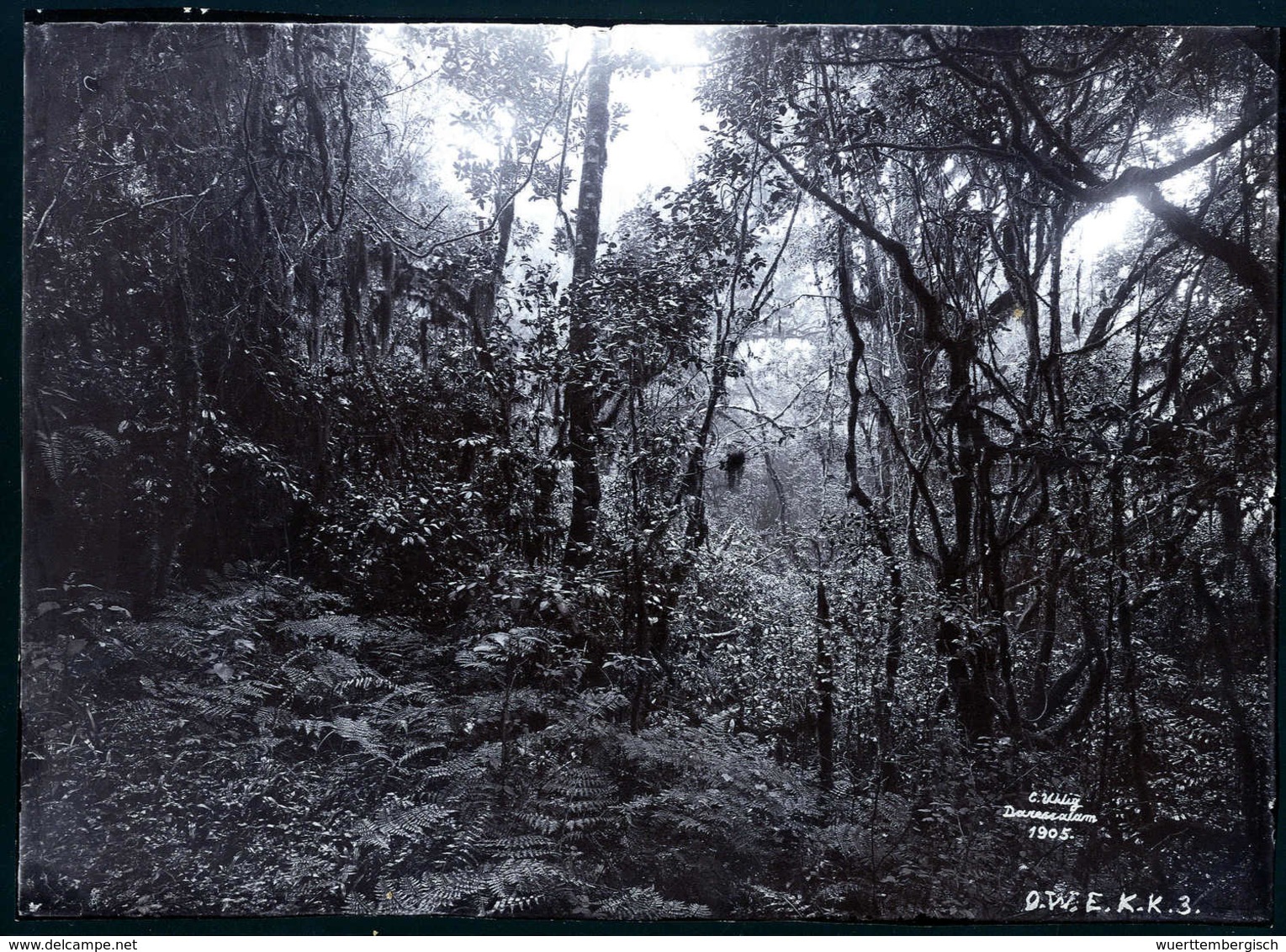 1905, "Im Urwald Des Kilimandscharo", Zeitgenöss. Original-Fotografie (18 X 13 Cm) Anläßl. Der Ostafrikanischen Expediti - Other & Unclassified