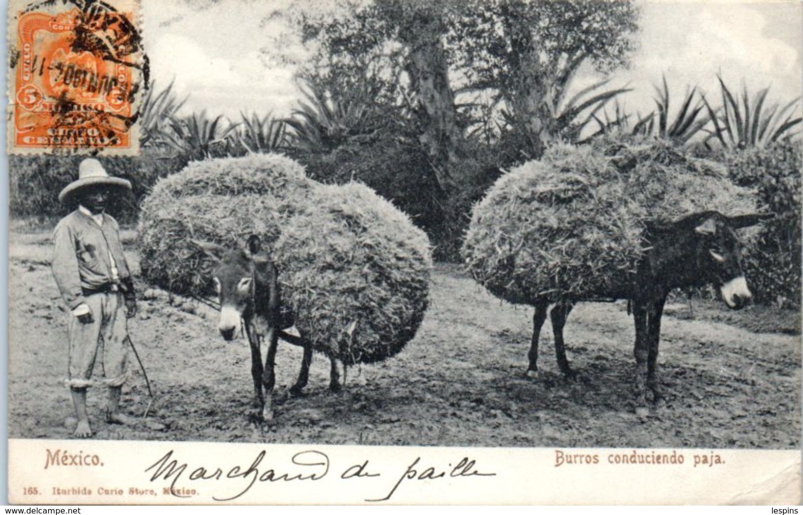 AMERIQUE -  MEXIQUE -- Mexico - Burros Conduciendo Paja - Mexico