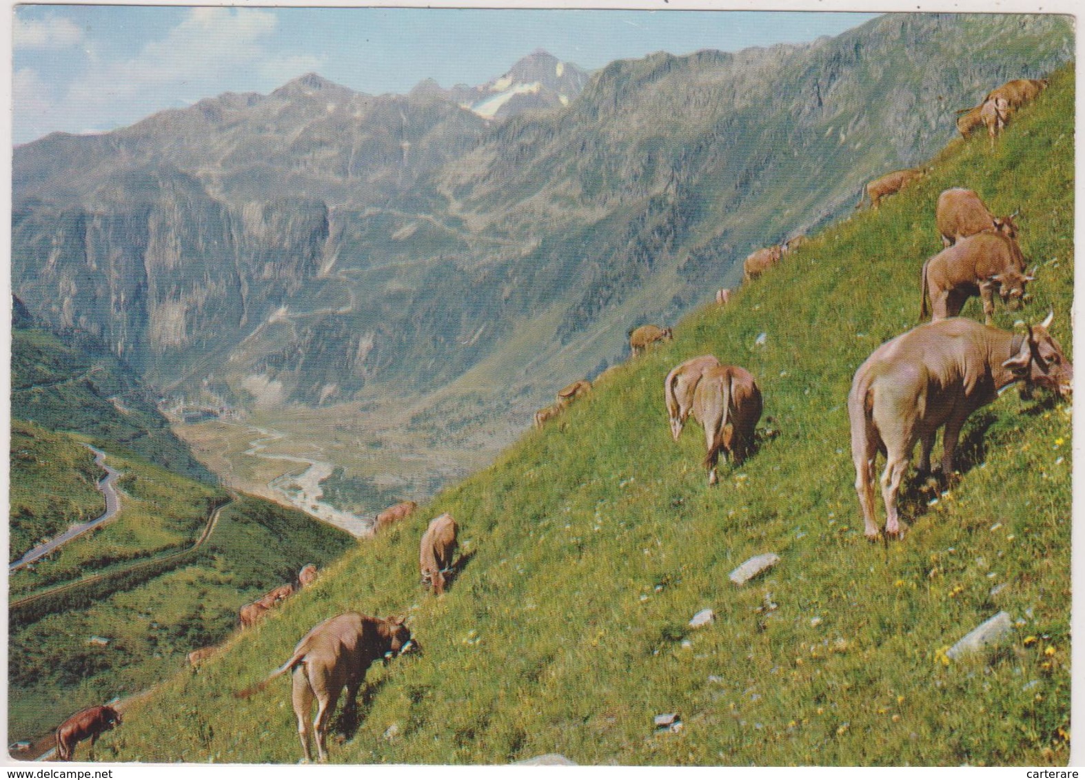 SUISSE,SWISS ,URI,COL LA FURKA,ALPES SUISSE,FURKAPASS,RHONEGLETSCHER,GERSTENHORN,GRIMSELPASS,VACHE - Other & Unclassified