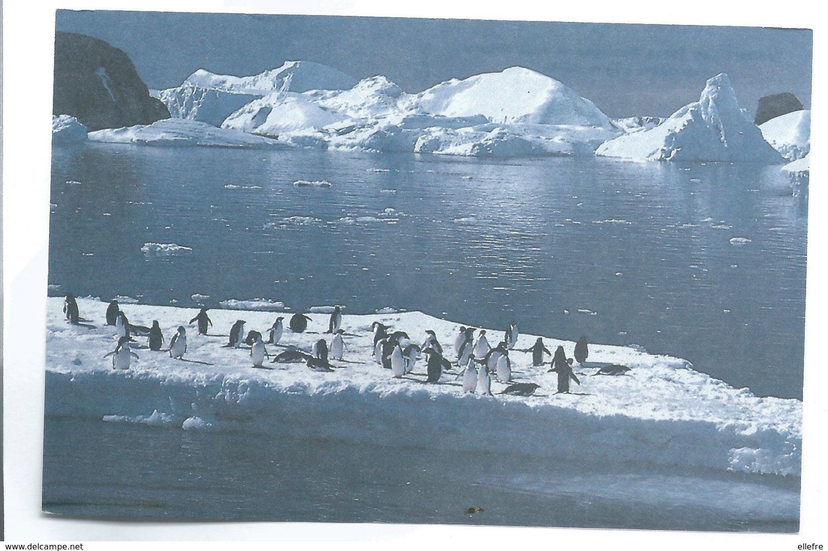 C PM Territoire Des Terres Australes Et Antarctique Française - Terre D' Adelie  Timbre Imprimé Recto Amiral Max Douguet - Other & Unclassified