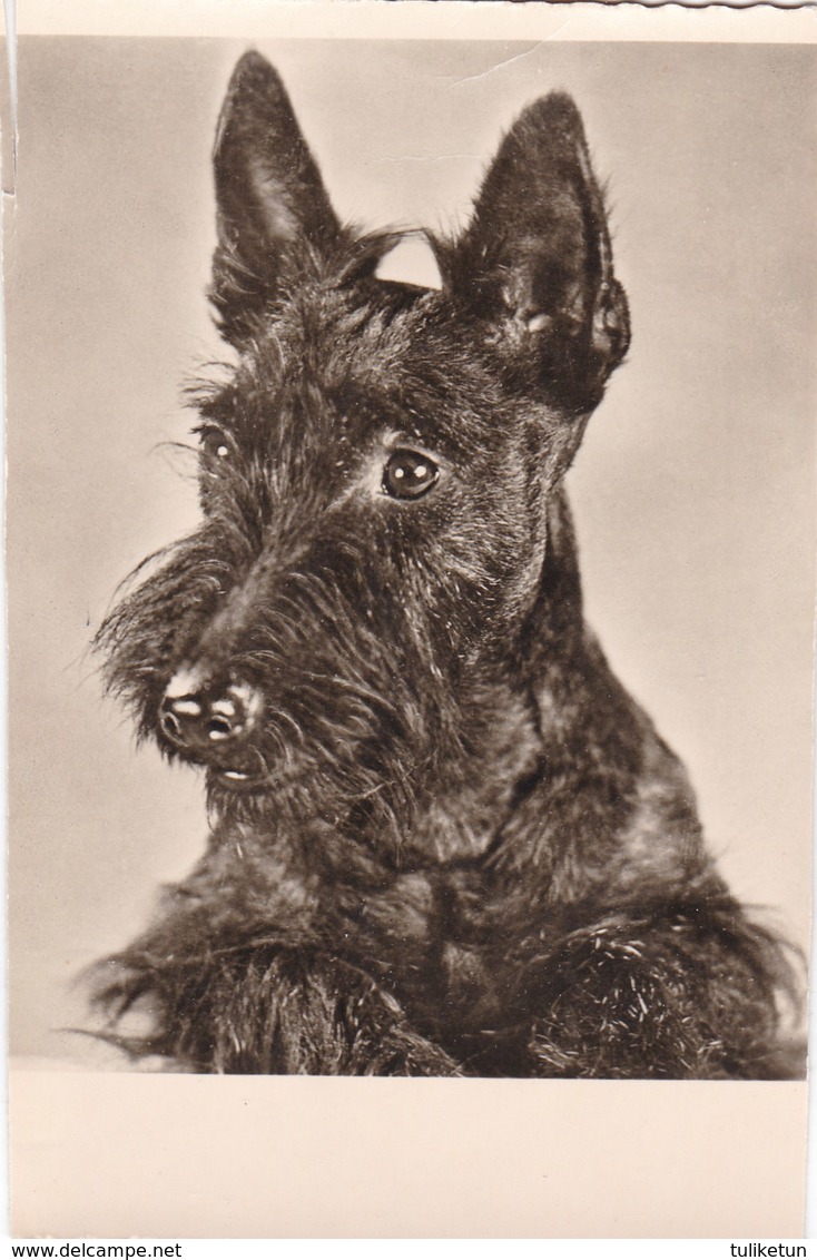 Scottish Terrier  - Scottie - Dog - Chien - Cane - Hund - Hond - Perro - Dogs