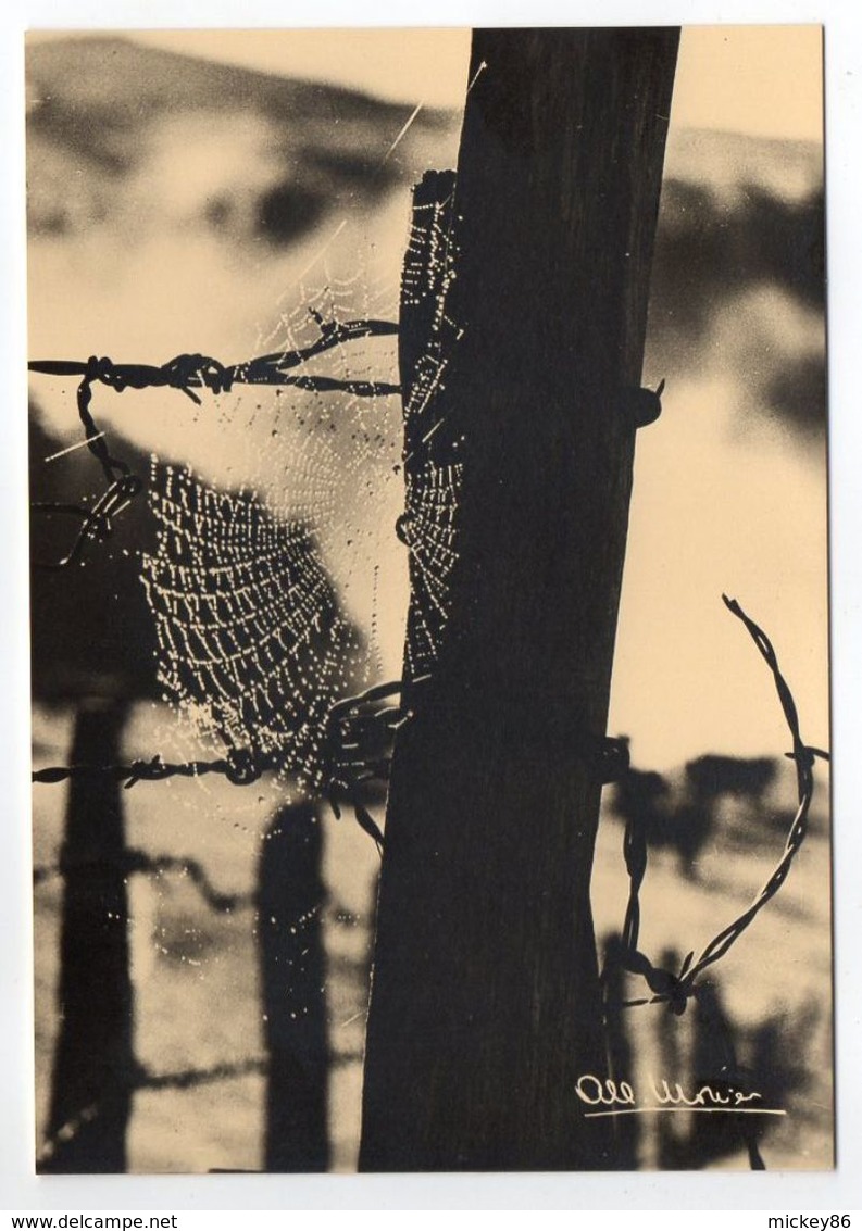 Photographe  Albert MONIER-- Piège De Soie   ( Toile D'araignée Sur Fond De Barbelés  ) - Monier