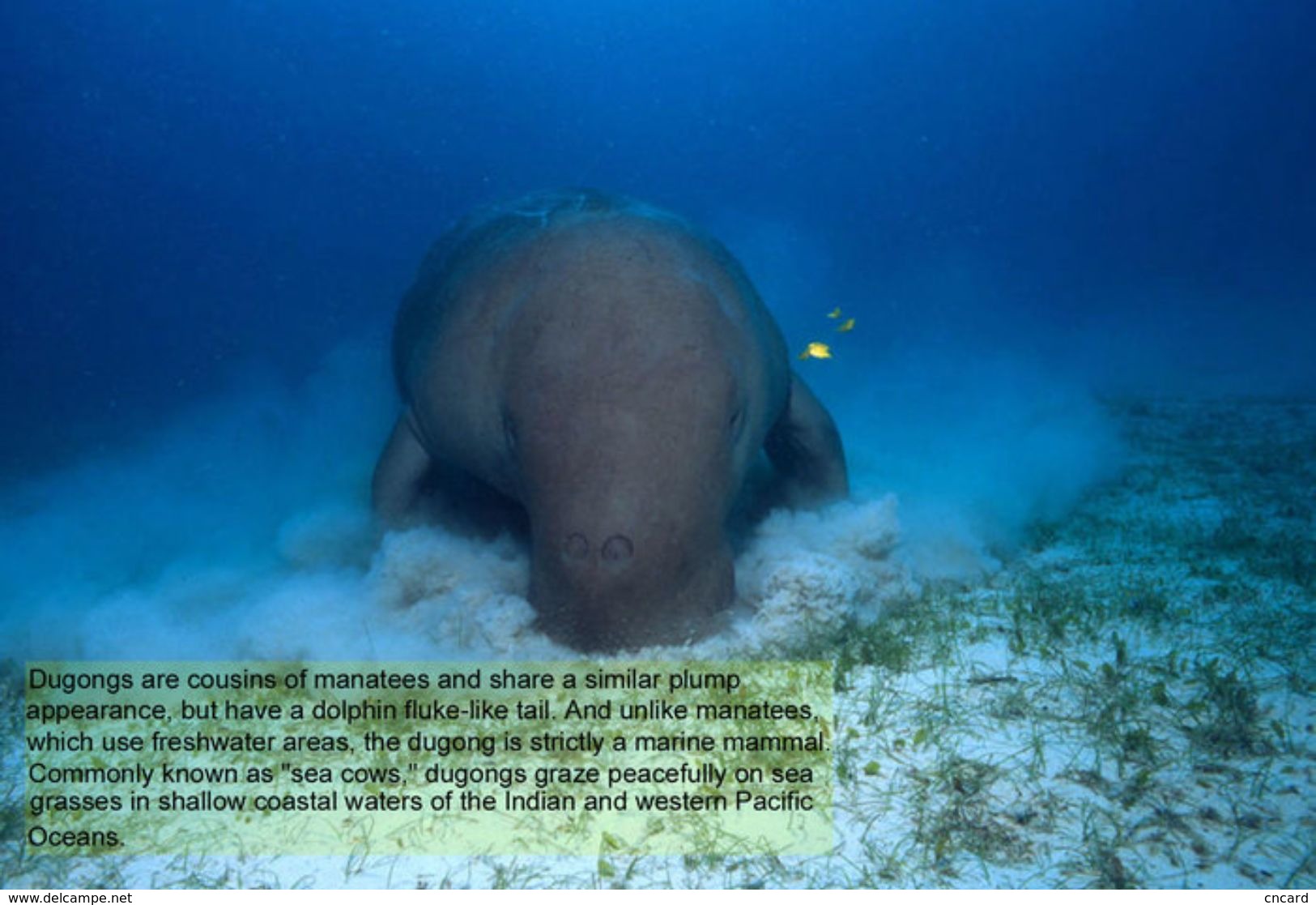 T88-054 ]     Dugong Marine Mammal Sea Cow , China Pre-paid Card, Postal Statioery - Other & Unclassified