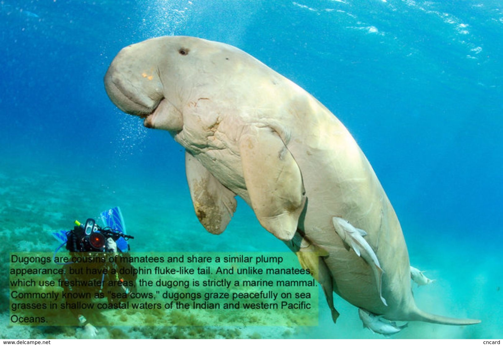 T88-055 ]     Dugong Marine Mammal Sea Cow , China Pre-paid Card, Postal Statioery - Other & Unclassified