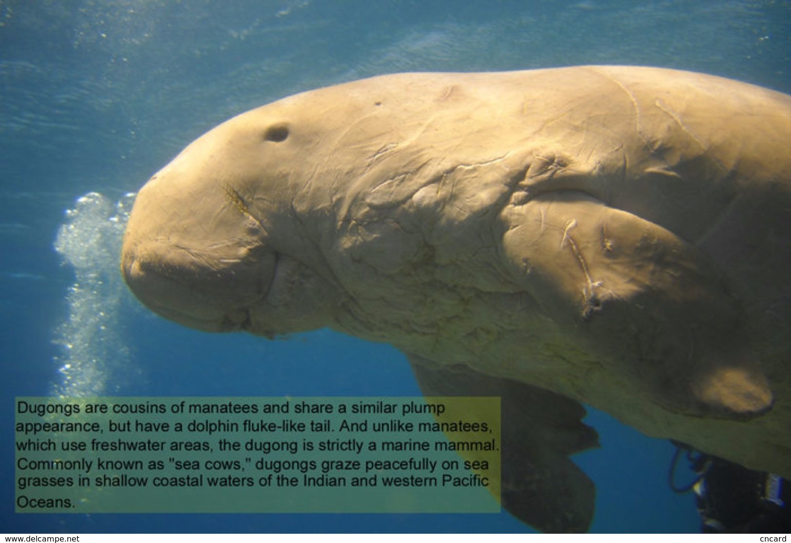 T88-063 ]     Dugong Marine Mammal Sea Cow , China Pre-paid Card, Postal Statioery - Other & Unclassified