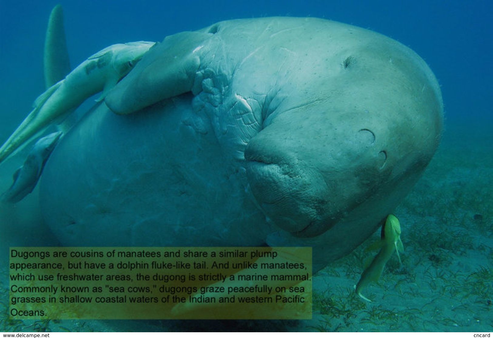 T88-073 ]     Dugong Marine Mammal Sea Cow , China Pre-paid Card, Postal Statioery - Other & Unclassified