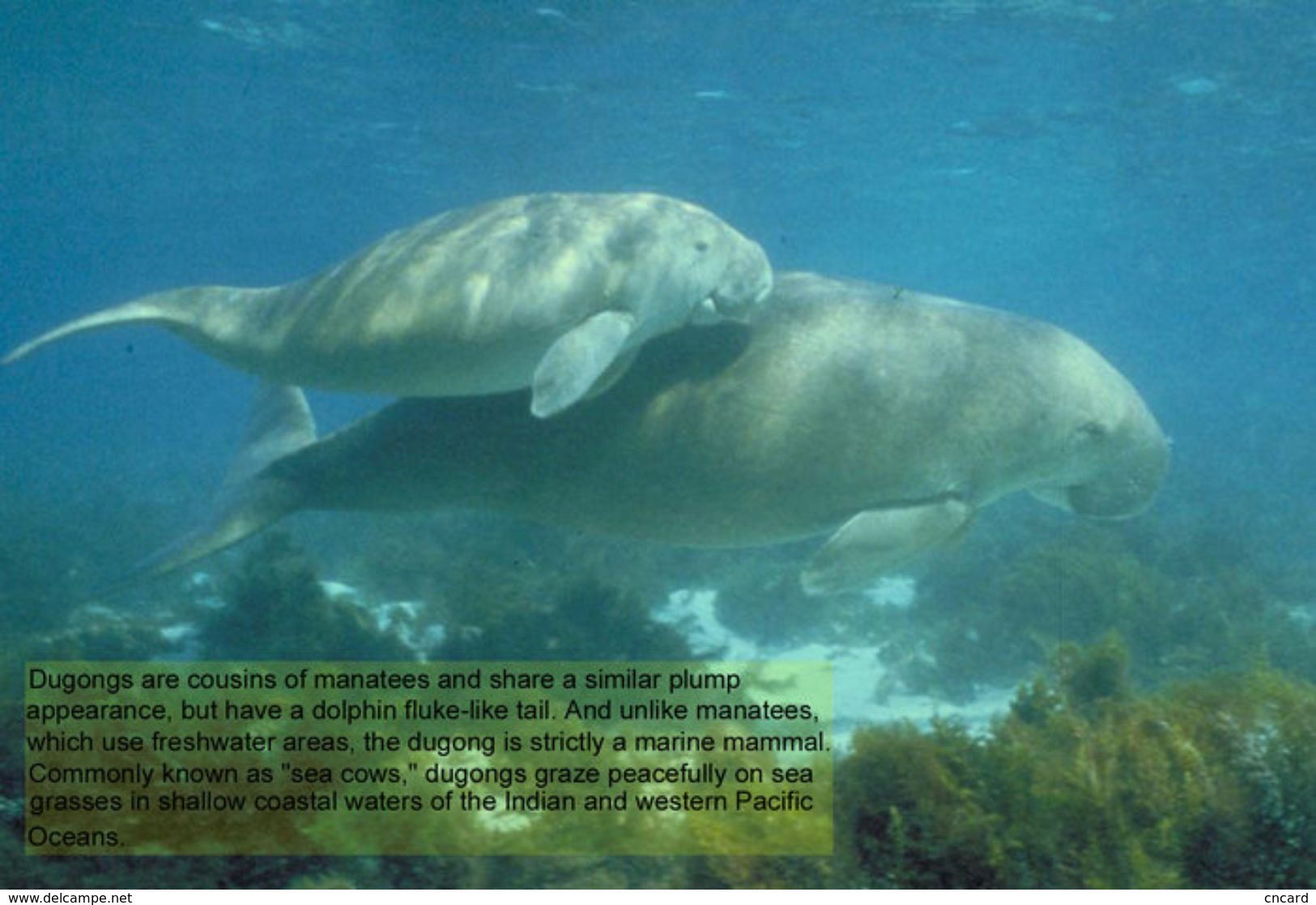 T88-074 ]     Dugong Marine Mammal Sea Cow , China Pre-paid Card, Postal Statioery - Other & Unclassified