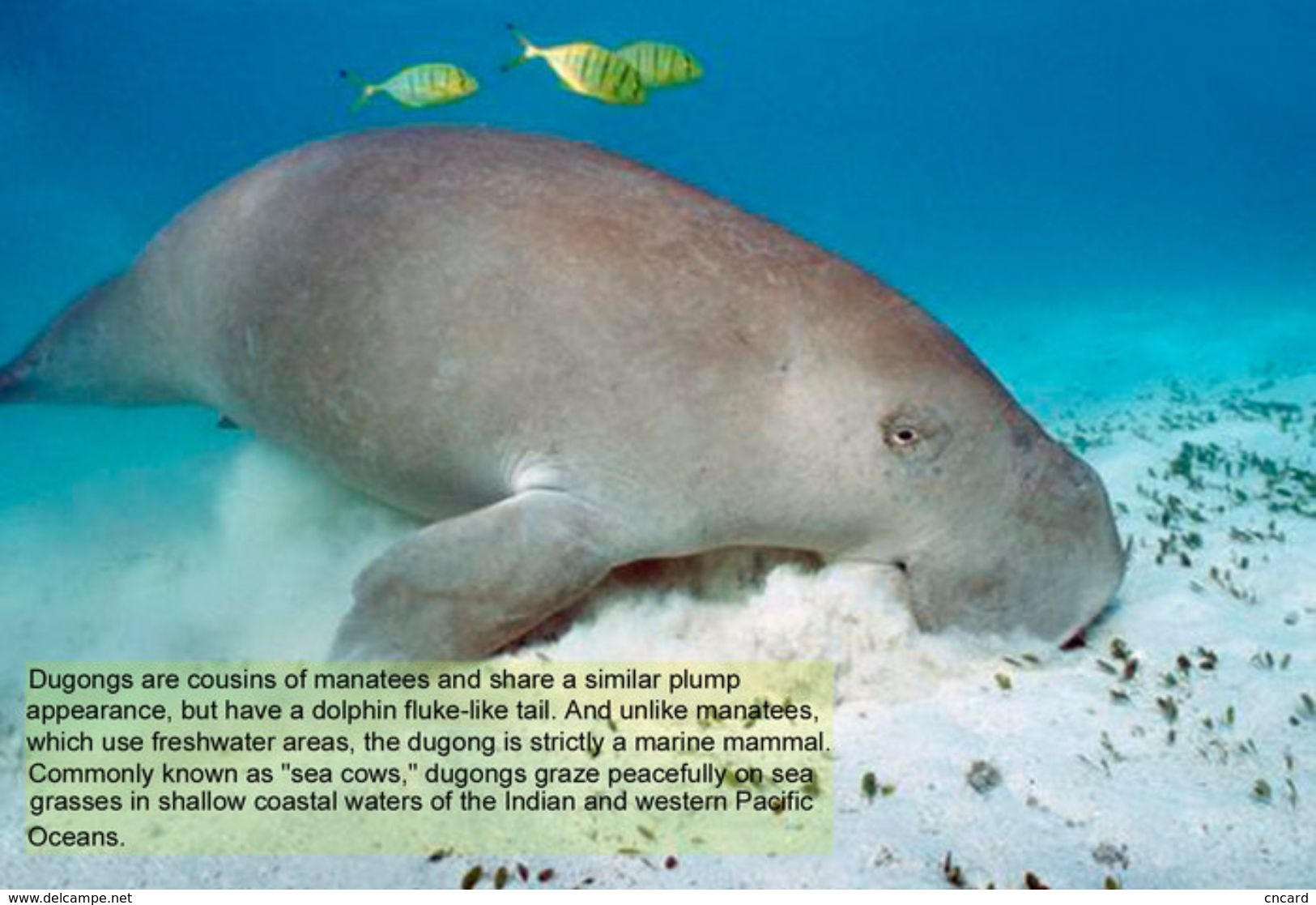 T88-075 ]     Dugong Marine Mammal Sea Cow , China Pre-paid Card, Postal Statioery - Other & Unclassified