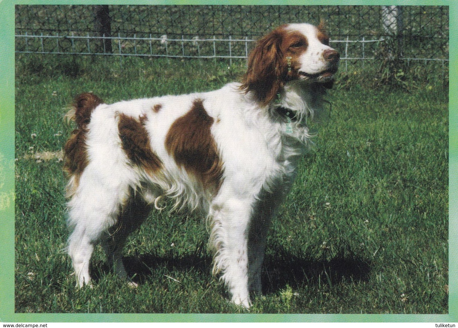 Epagneul Breton - Brittany Spaniel - Dog - Chien - Cane - Hund - Hond - Perro - Honden