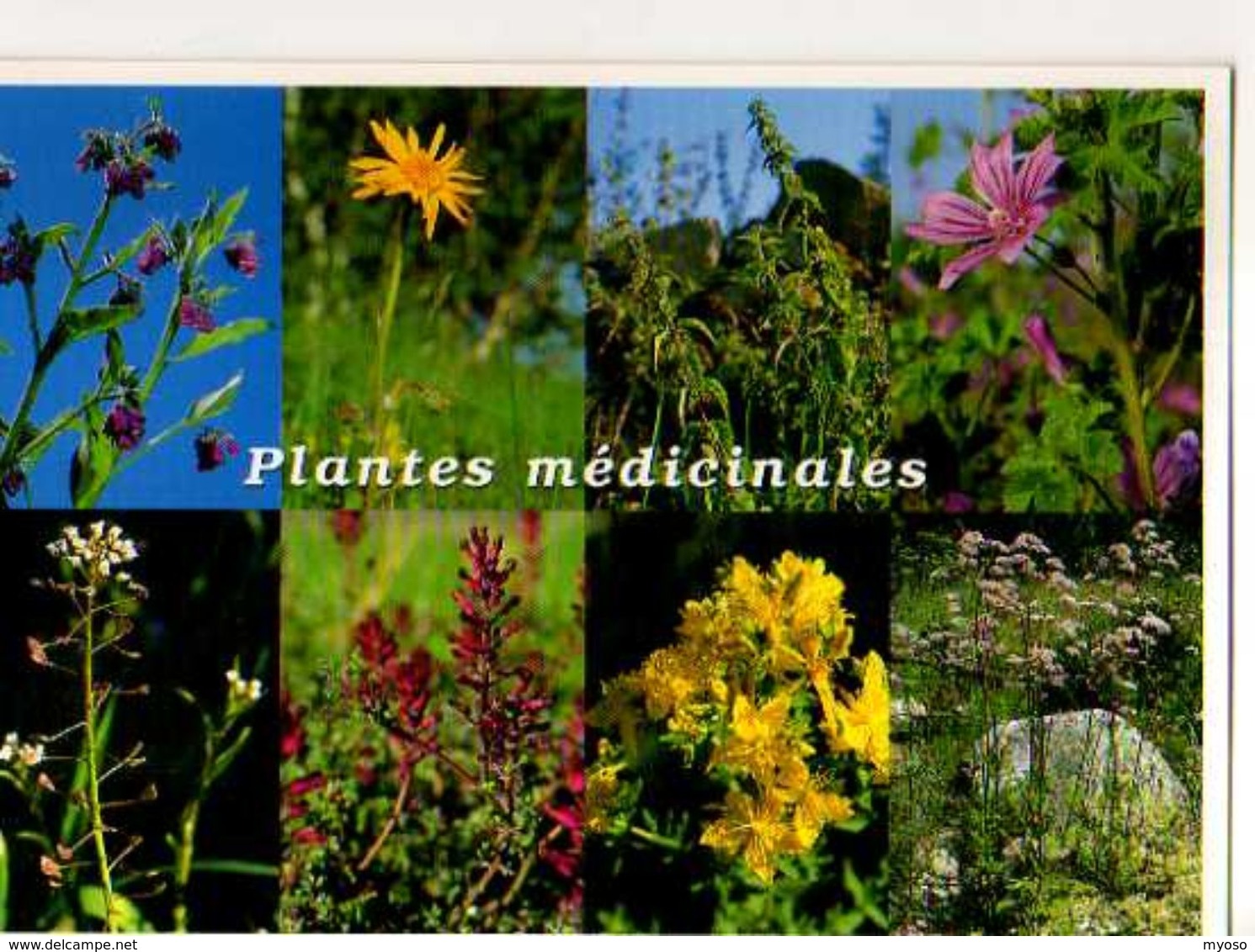 Plantes Medicinales Consoude ,Arnica,Ortie,Mauve,Bourse A Pasteur,Fumeterre,Millepertuis,Valeriane - Heilpflanzen