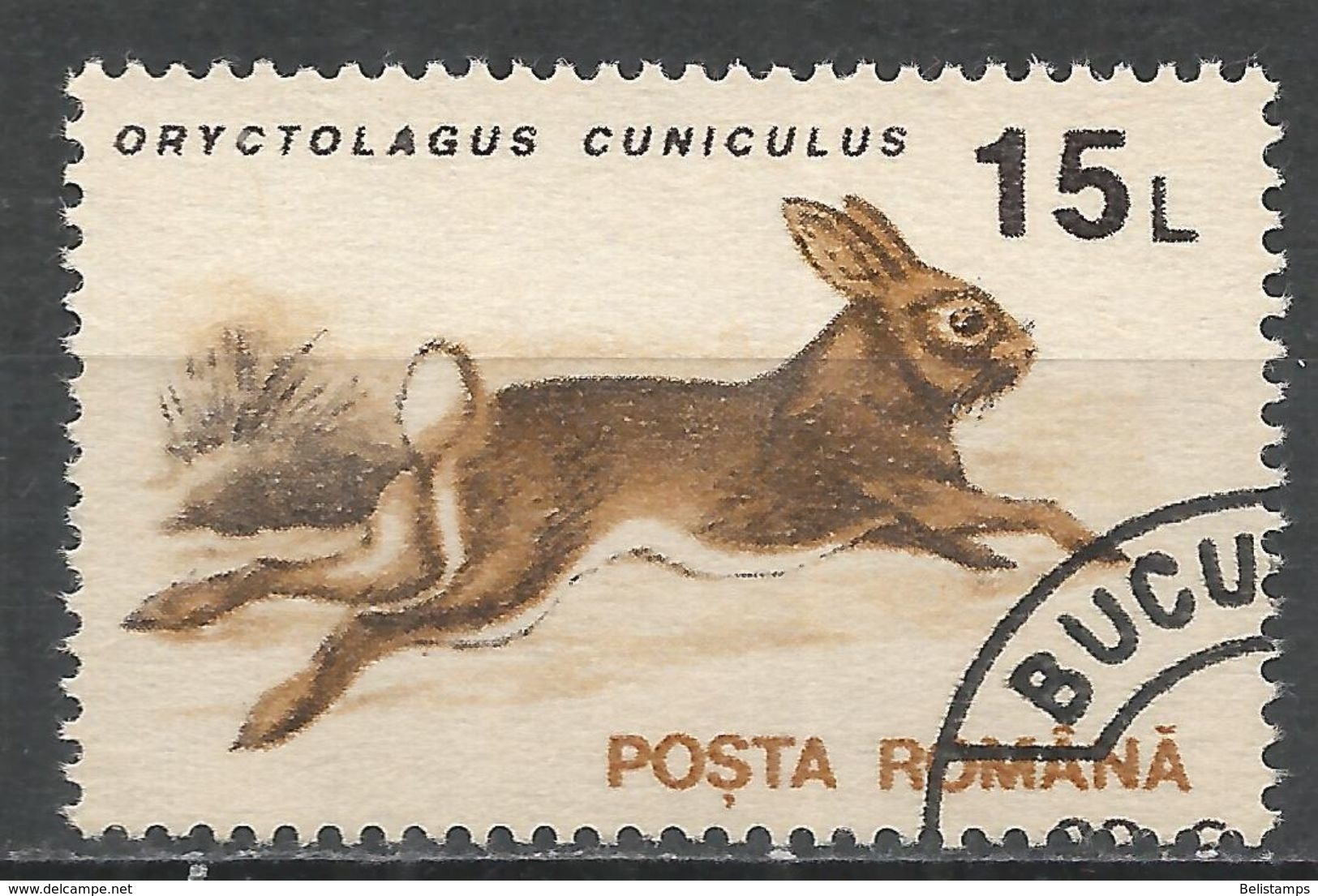 Romania 1993. Scott #3836 (U) Animal, Oryctolagus Cuniculus, Rabbitt - Oblitérés