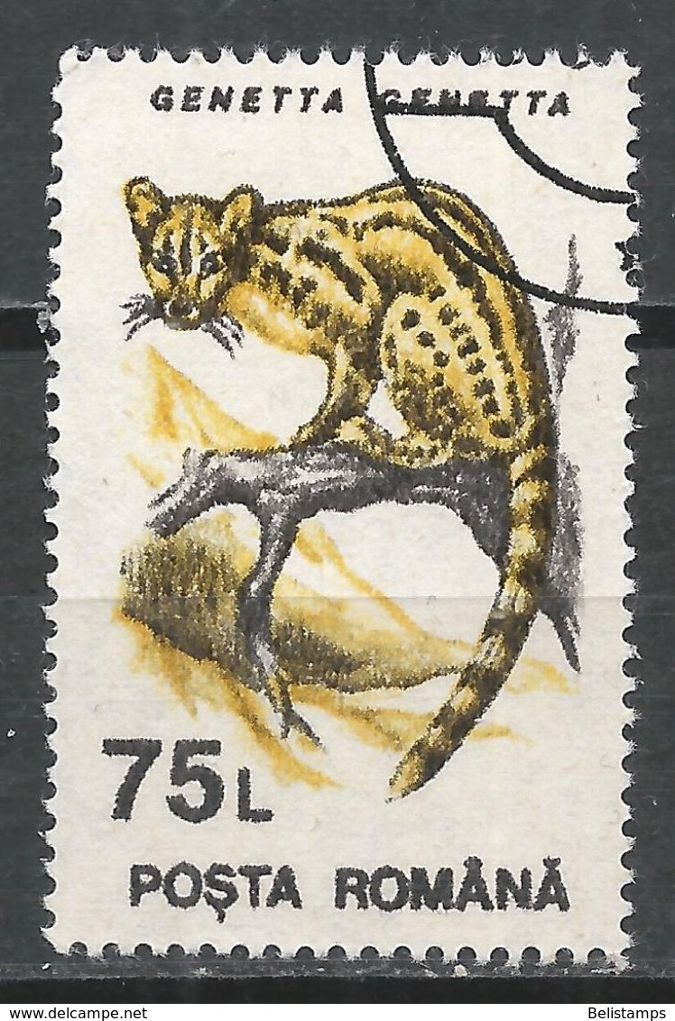 Romania 1993. Scott #3841 (U) Animal, Genetta Genetta, Genet * - Oblitérés