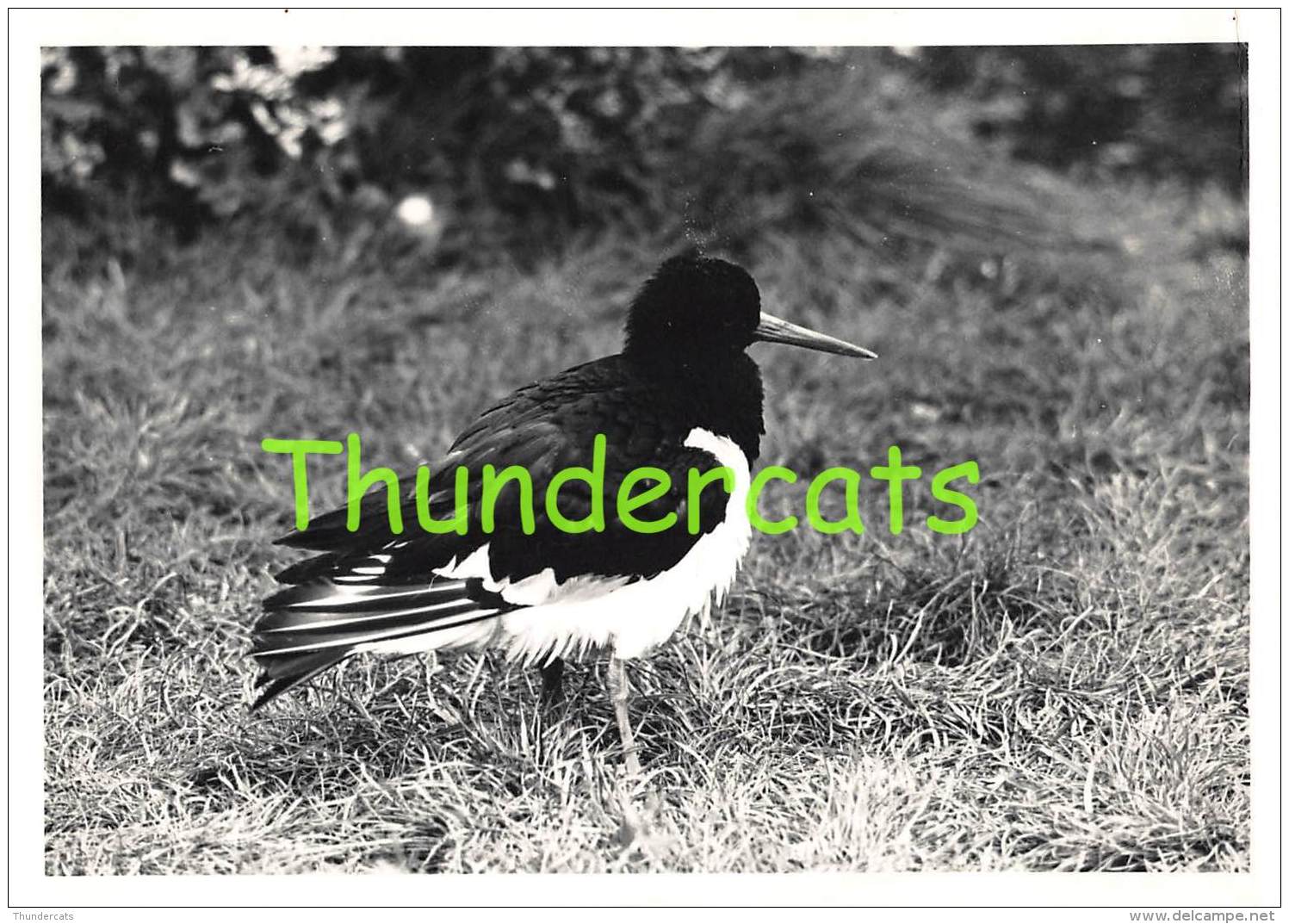 LOT VAN 10 OUDE FOTO'S JAREN 60 KNOKKE ZWIN VOGELS LOT DE 10 PHOTOS ANNEES 60 KNOCKE ZWIN OISEAUX LOT OF 10 BIRD PHOTOS - Lieux