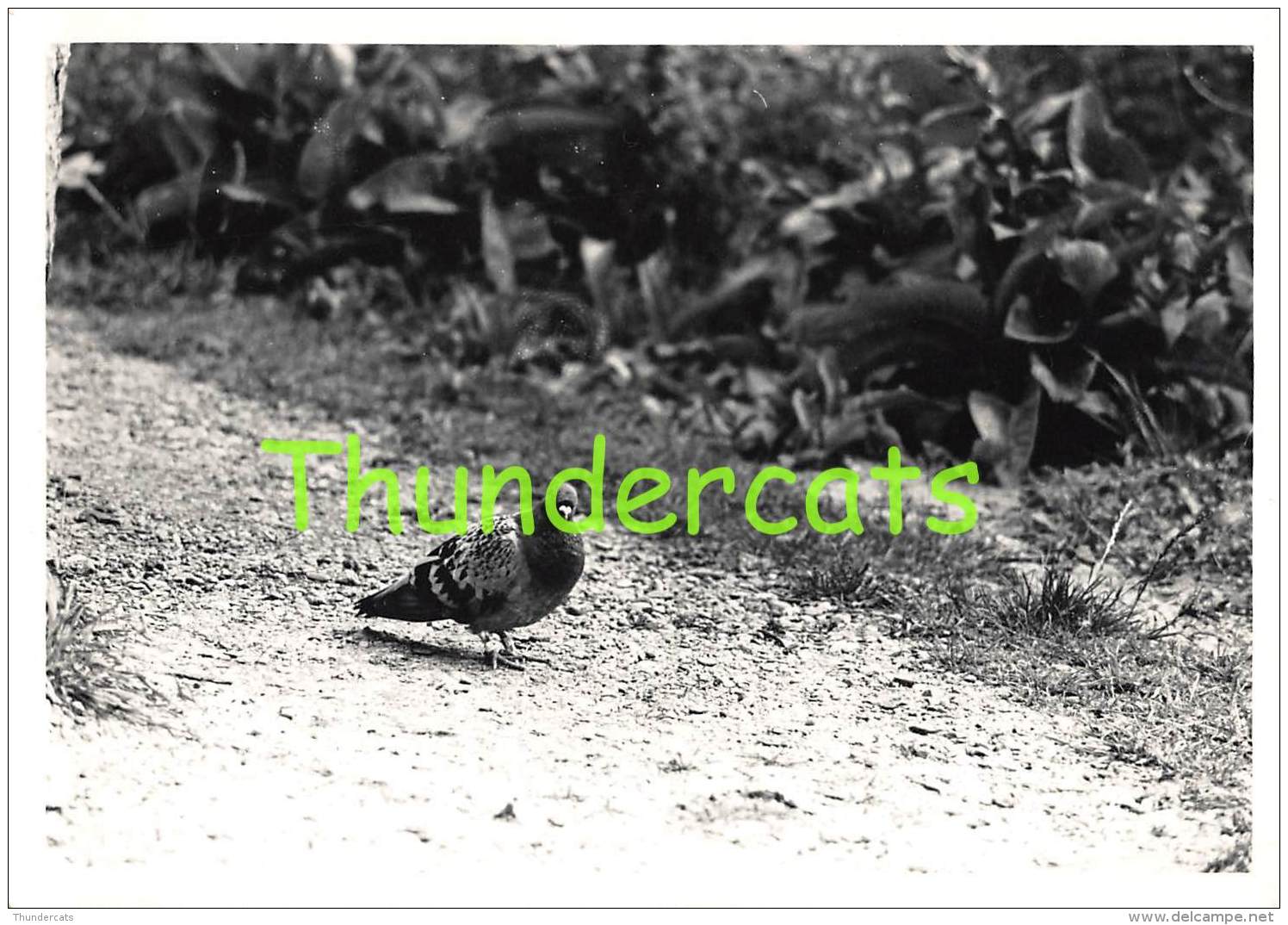 LOT VAN 10 OUDE FOTO'S JAREN 60 KNOKKE ZWIN VOGELS LOT DE 10 PHOTOS ANNEES 60 KNOCKE ZWIN OISEAUX LOT OF 10 BIRD PHOTOS