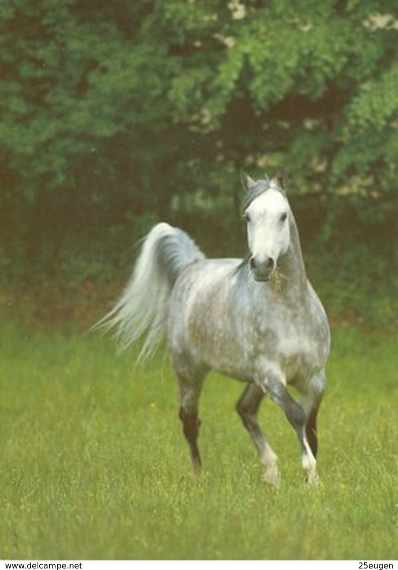 HORSES / PFERDE / CHEVAUX /    POSTCARD  UNUSED     ( H  4969 ) - Pferde