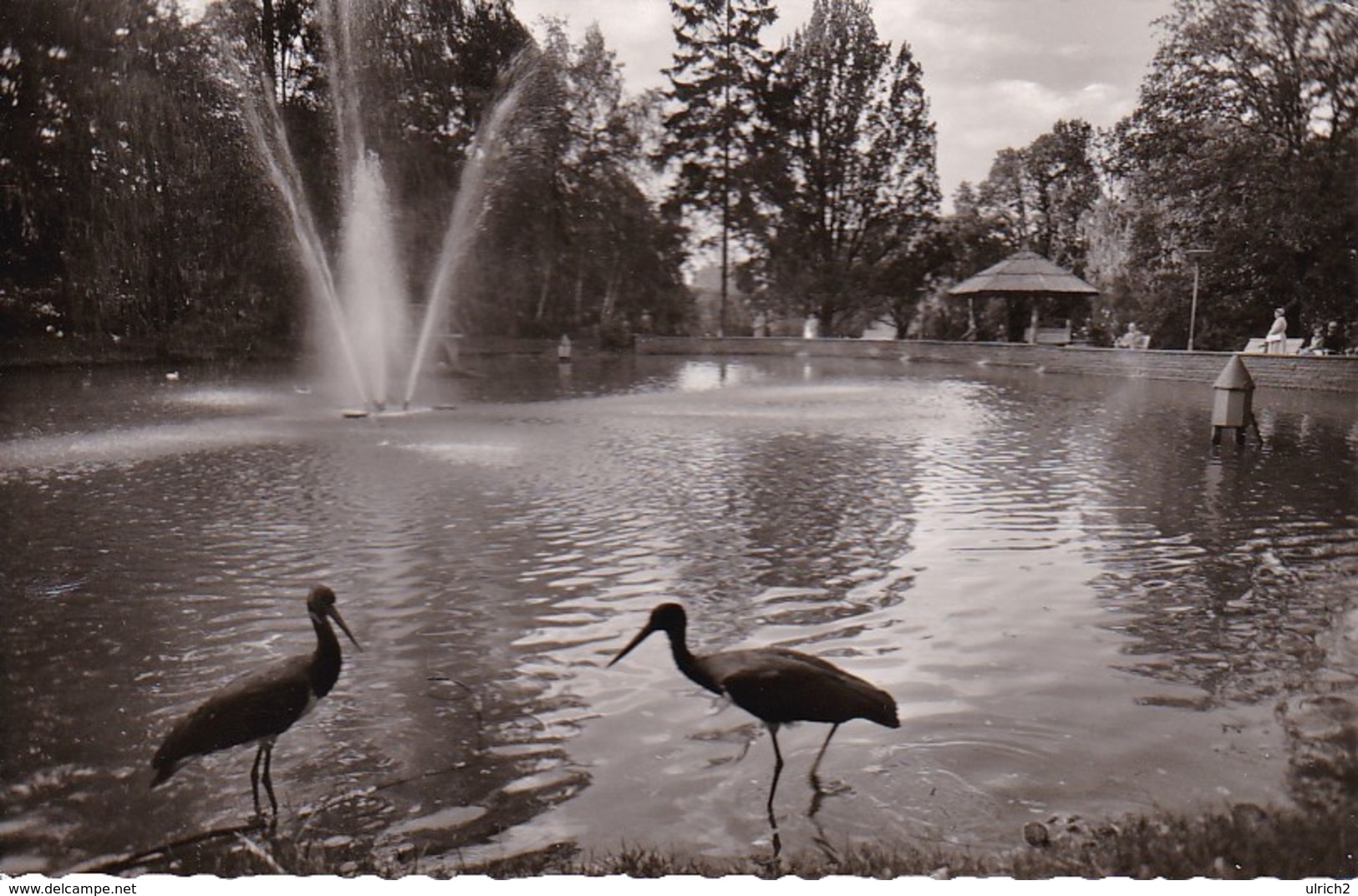 AK Bad Oeynhausen - Ententeich - 1959 (33458) - Bad Oeynhausen