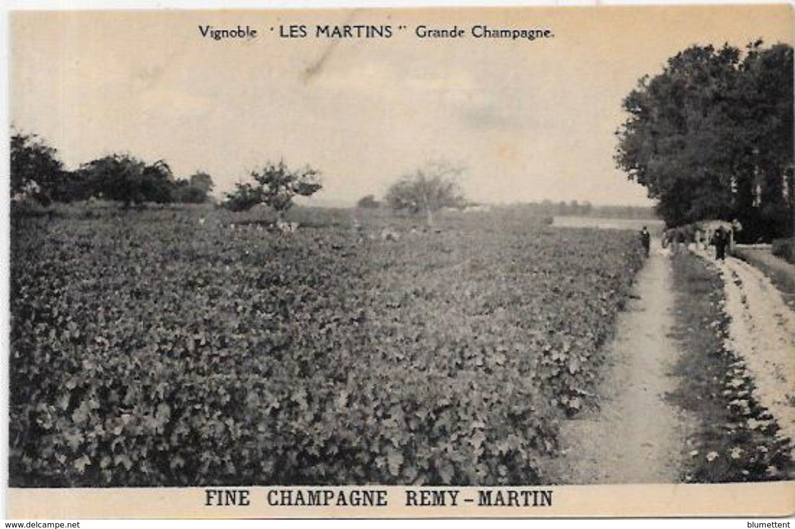 CPA Cognac Fine Champagne Remy Martin Métier Non Circulé Distillerie - Cognac