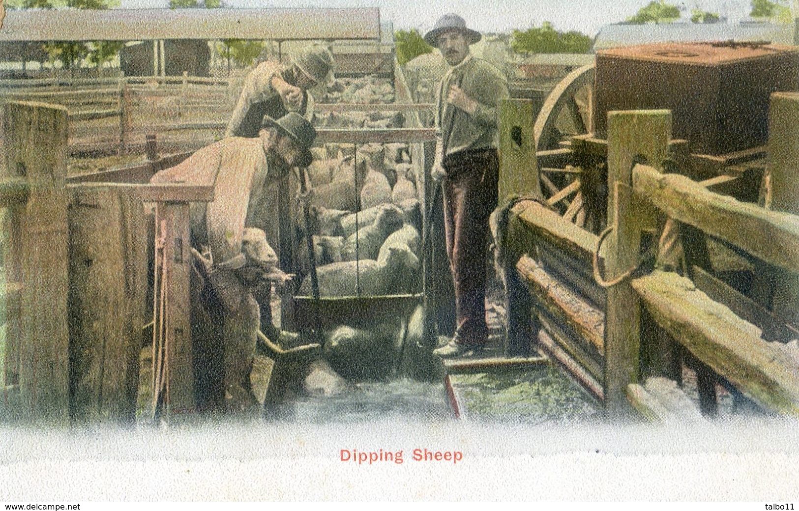 Elevage De Moutons - Bain De Prophilaxie -  Dipping Sheep - Crías