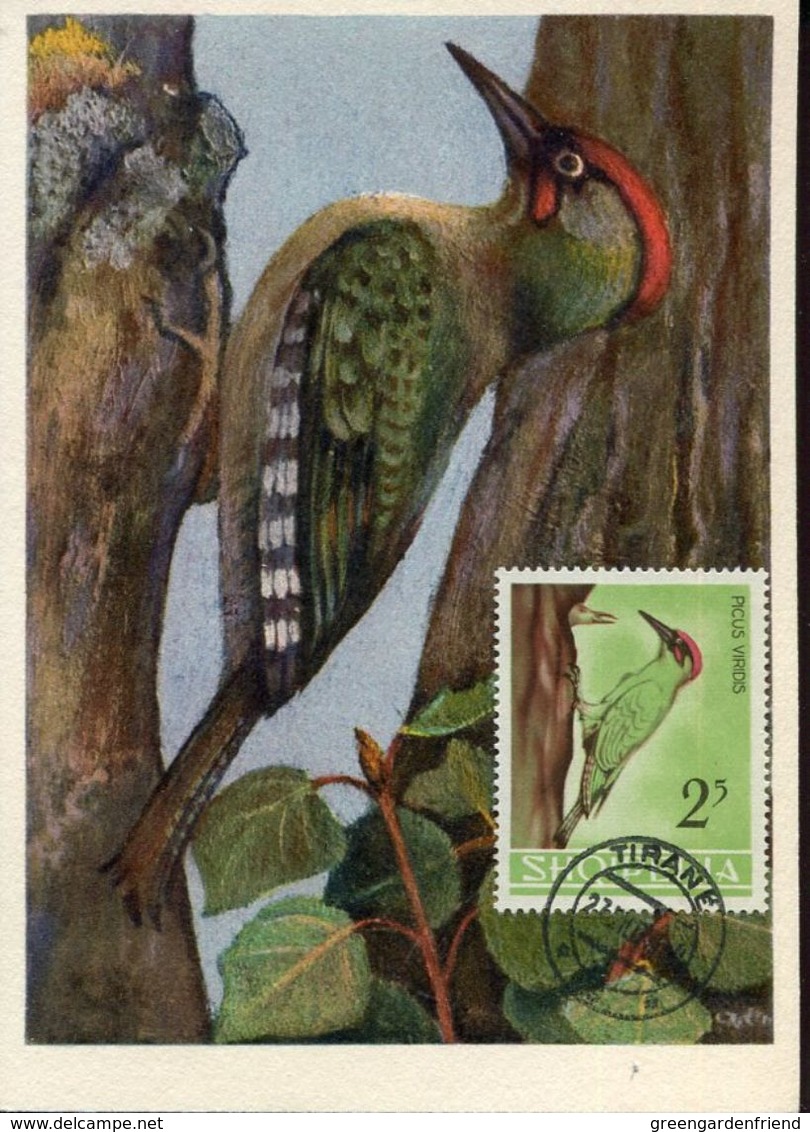 31367 Albania, Maximum  1964  Bird, Oiseau Vogel - Albania