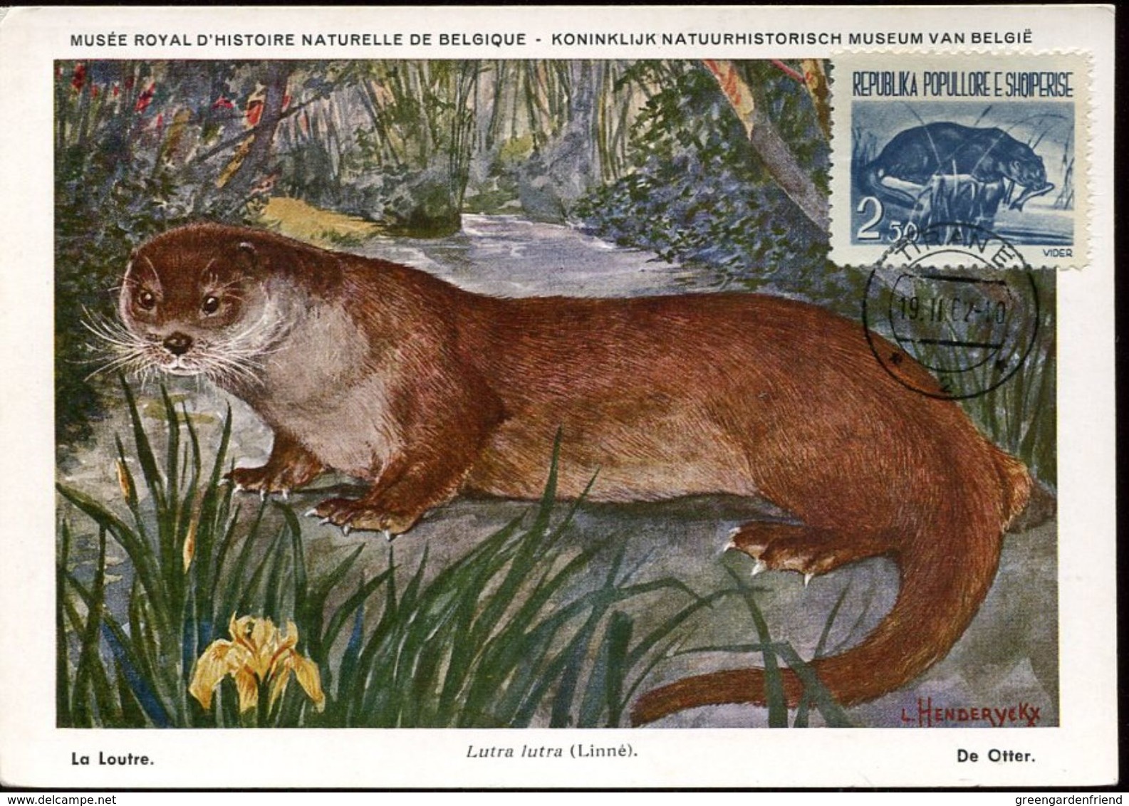 31368 Albania, Maximum  1962 Loutre - Albania