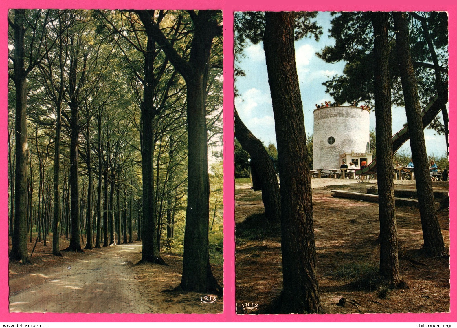 2 Cp - Mont De L'Enclus - Kluisberg - Bosweg Naar De Uitkijktoren - Chemin Forestier Vers Le Belvédère - DAMIENS GOMAR - Mont-de-l'Enclus